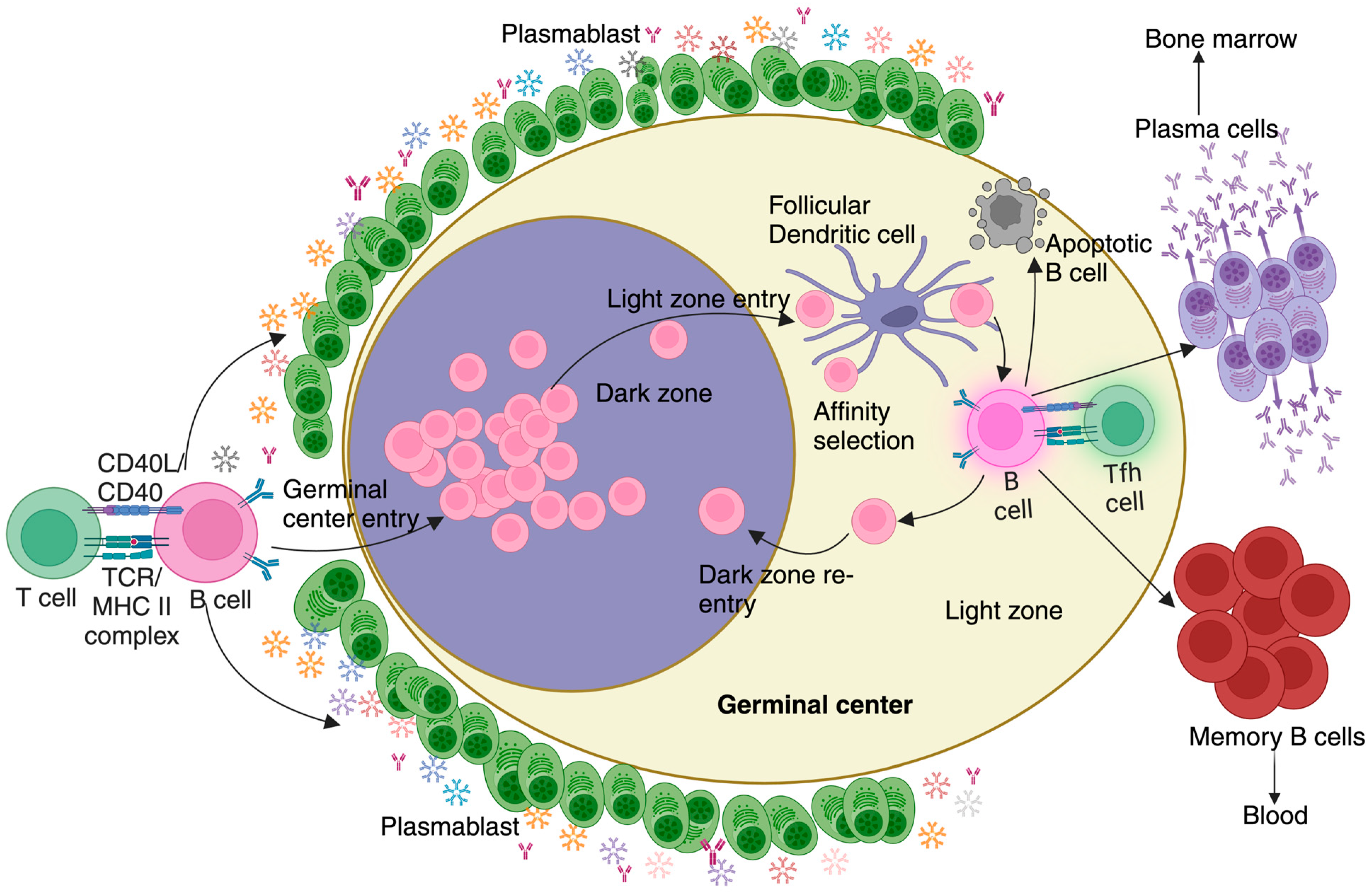 Pathogens 13 00298 g002