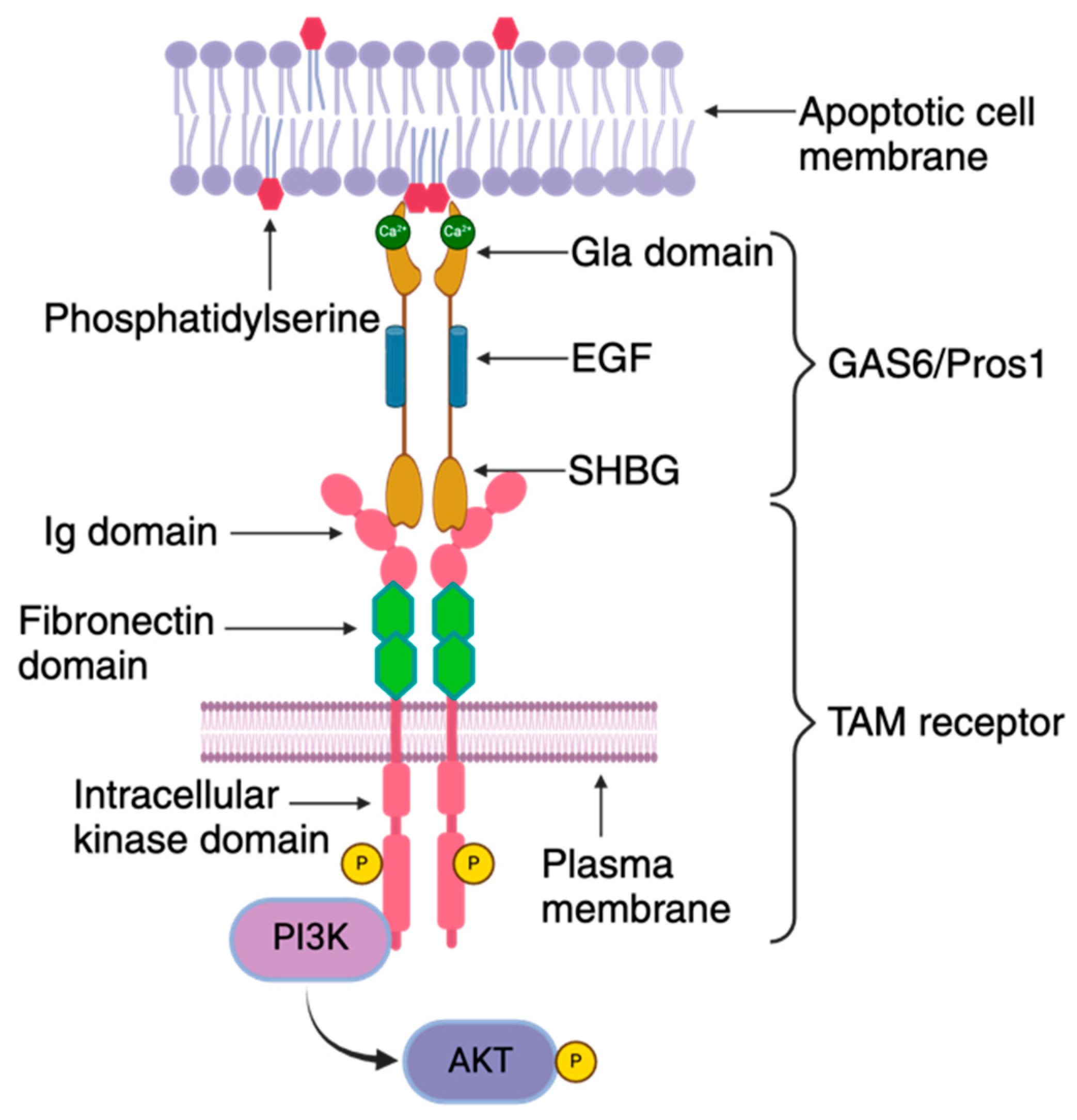 Pathogens 13 00298 g003