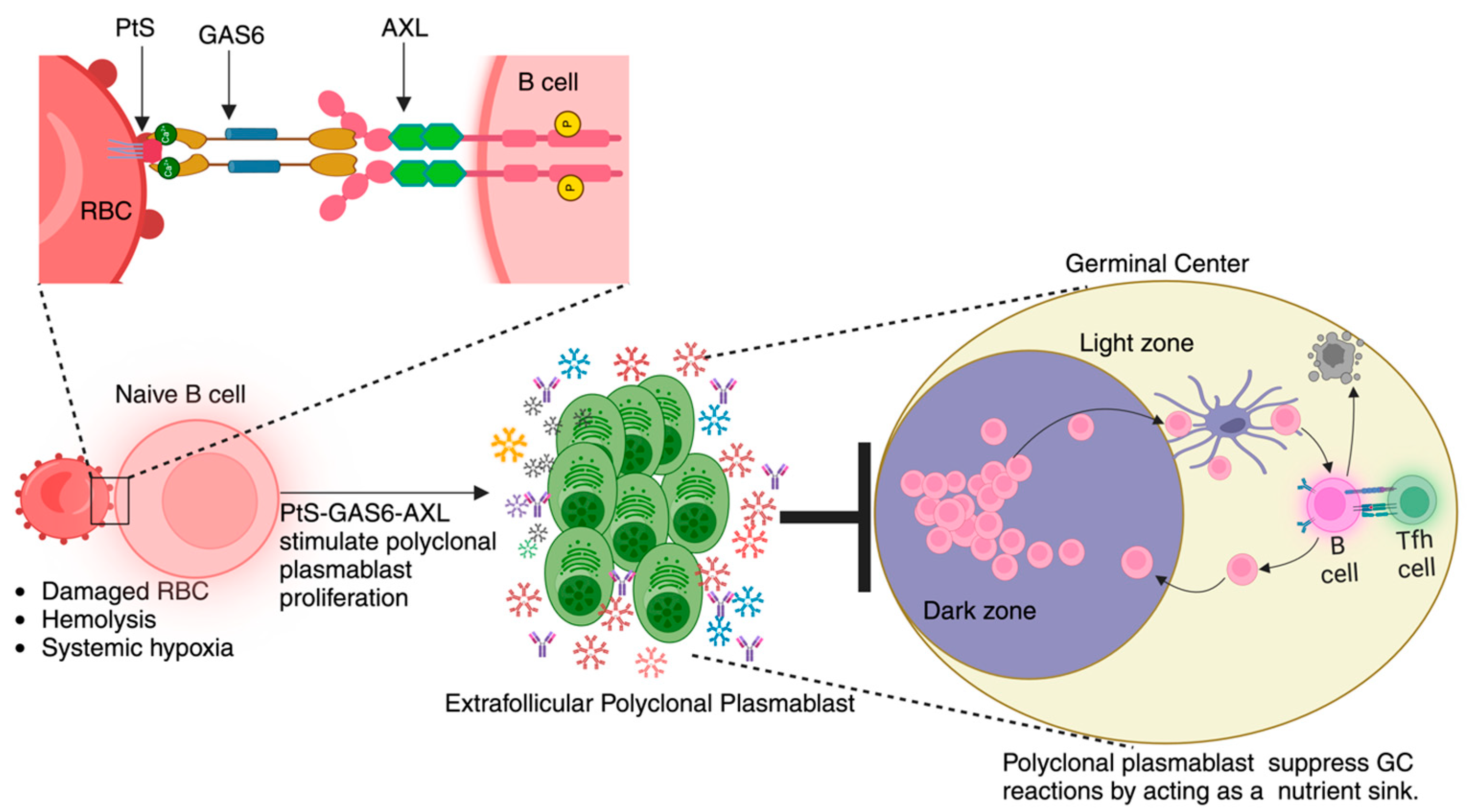 Pathogens 13 00298 g004