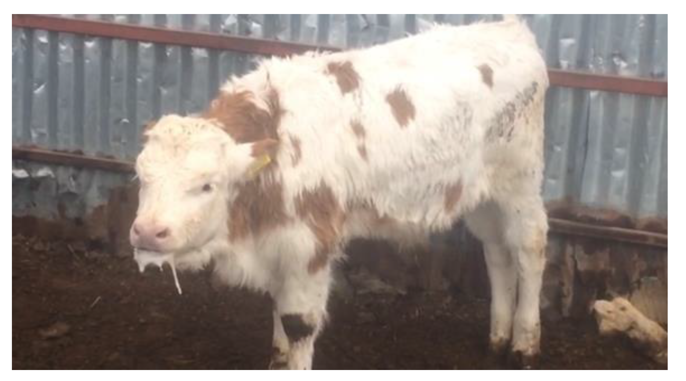 Pathogens 13 00304 g001