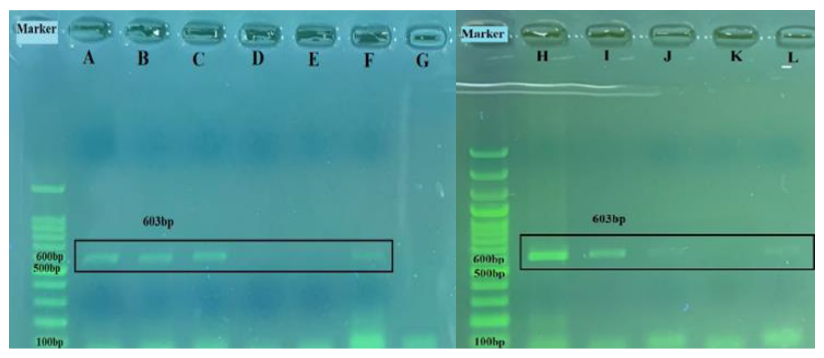 Pathogens 13 00304 g009