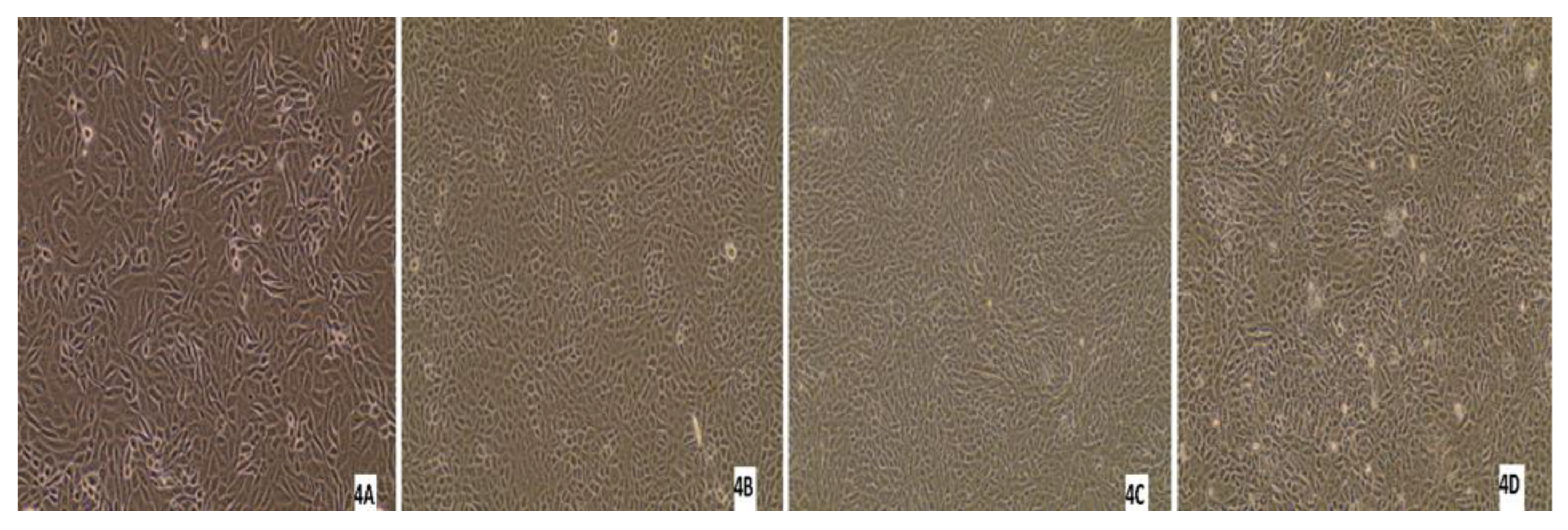 Pathogens 13 00304 g011b