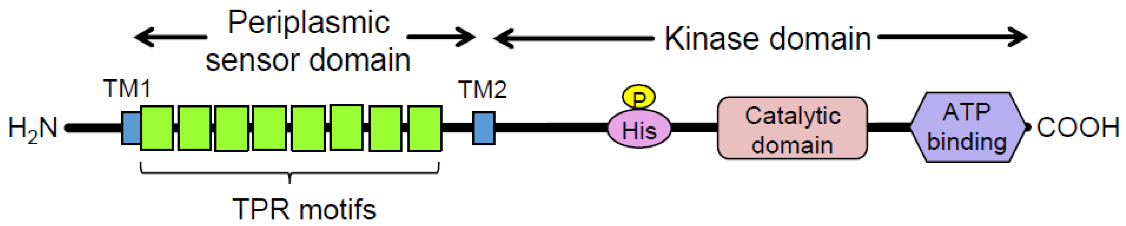 Pathogens 13 00309 g001