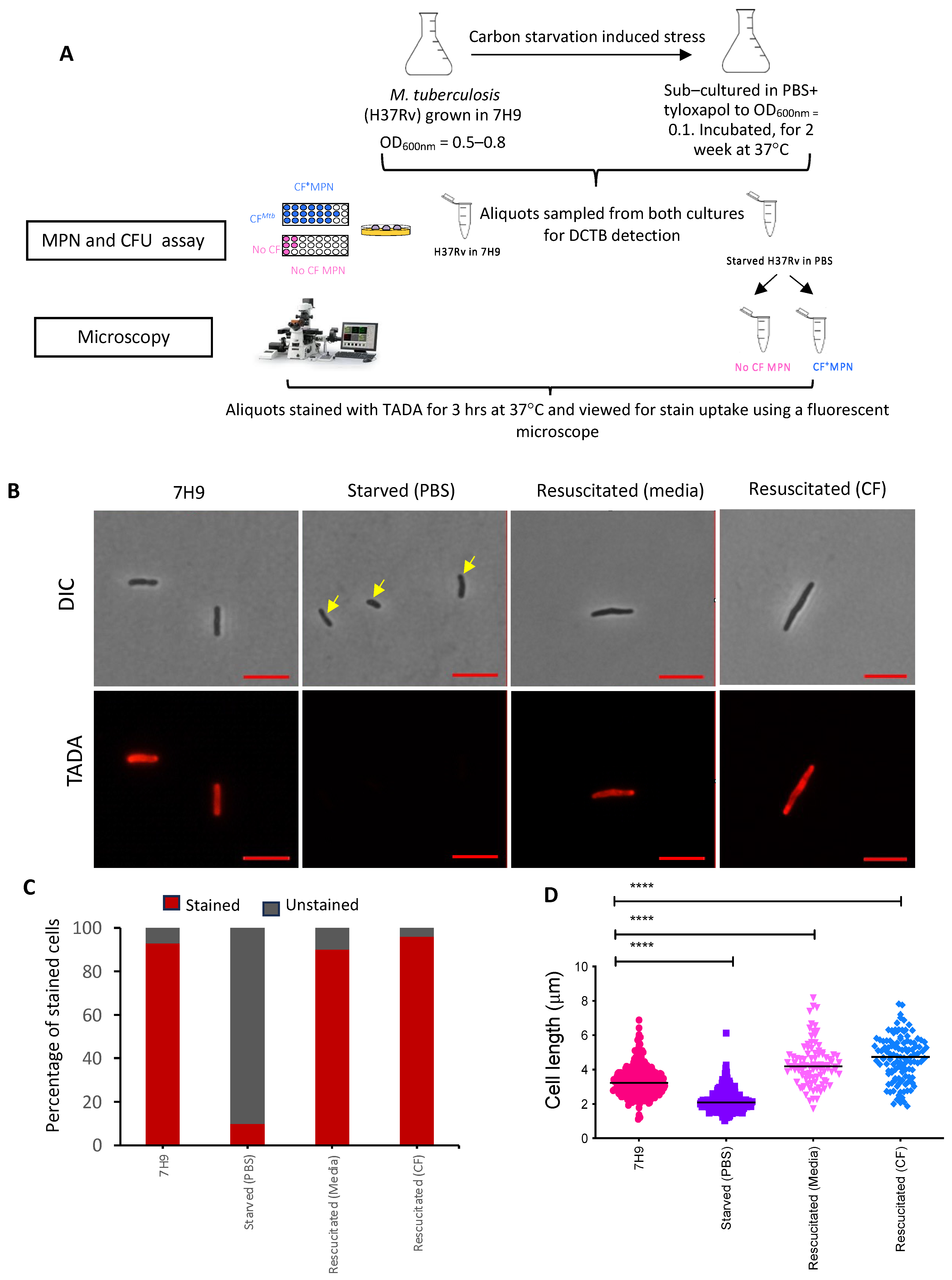 Pathogens 13 00318 g002