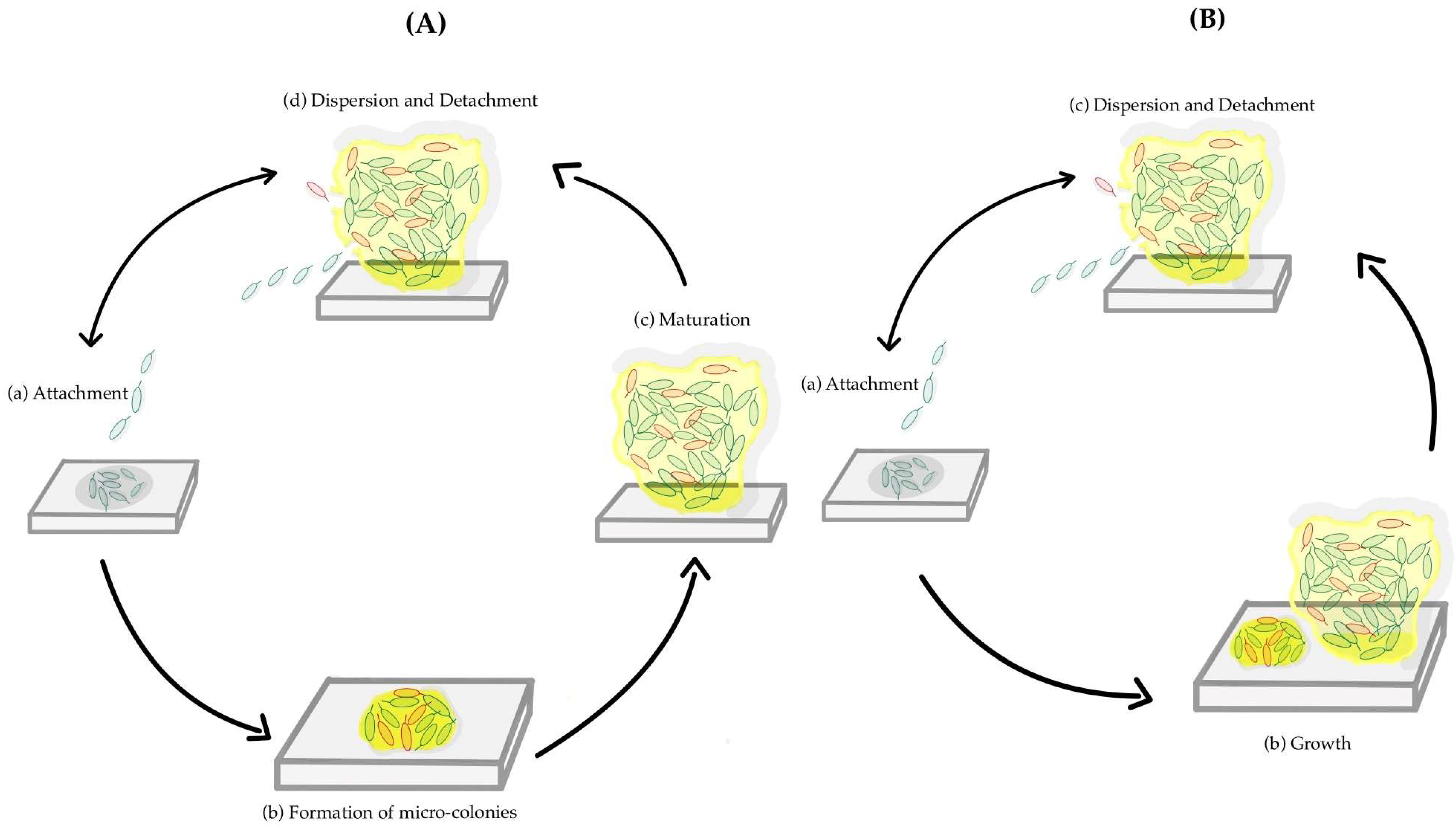 Pathogens 13 00320 g001