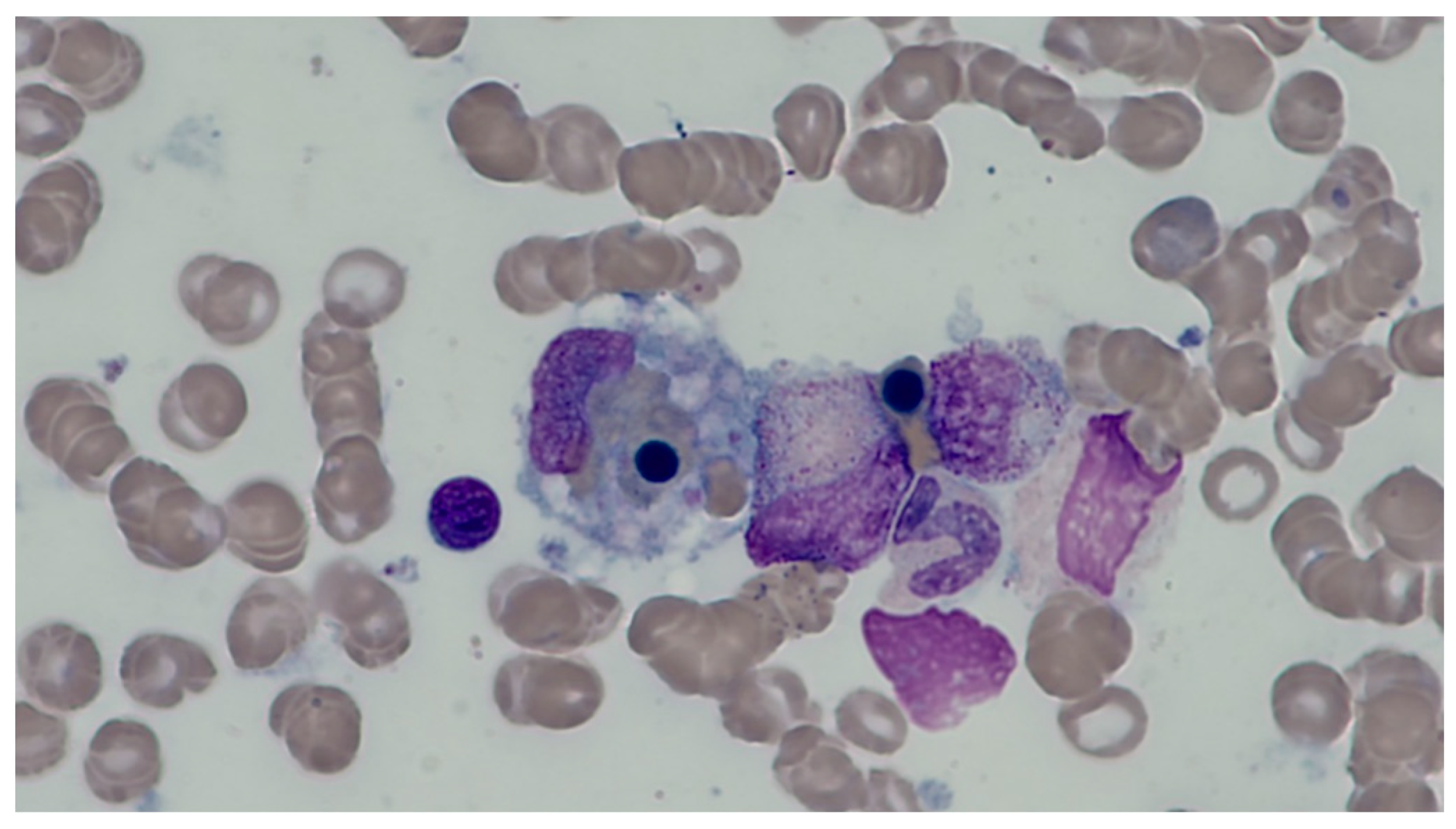 Pathogens 13 00332 g002