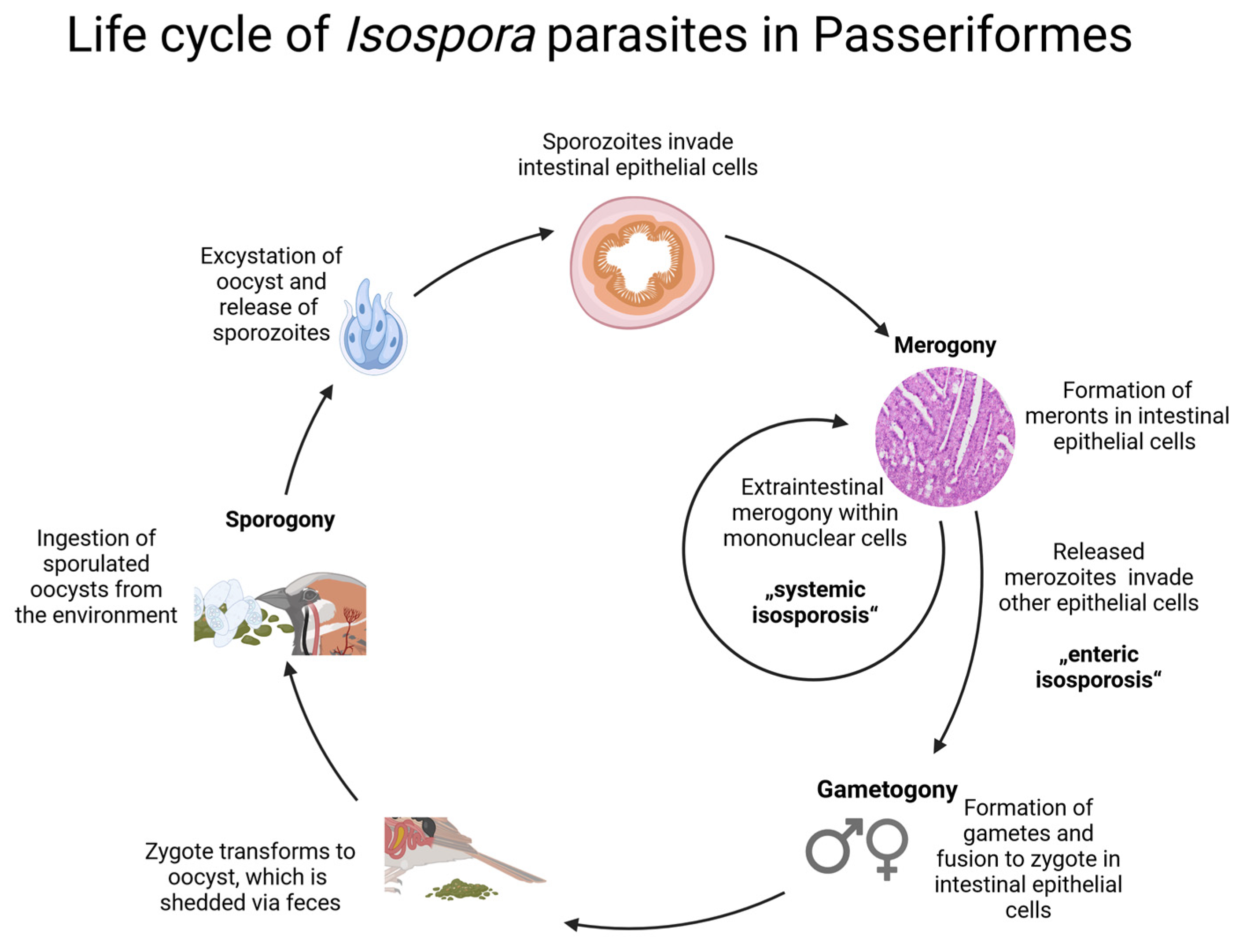 Pathogens 13 00337 g001