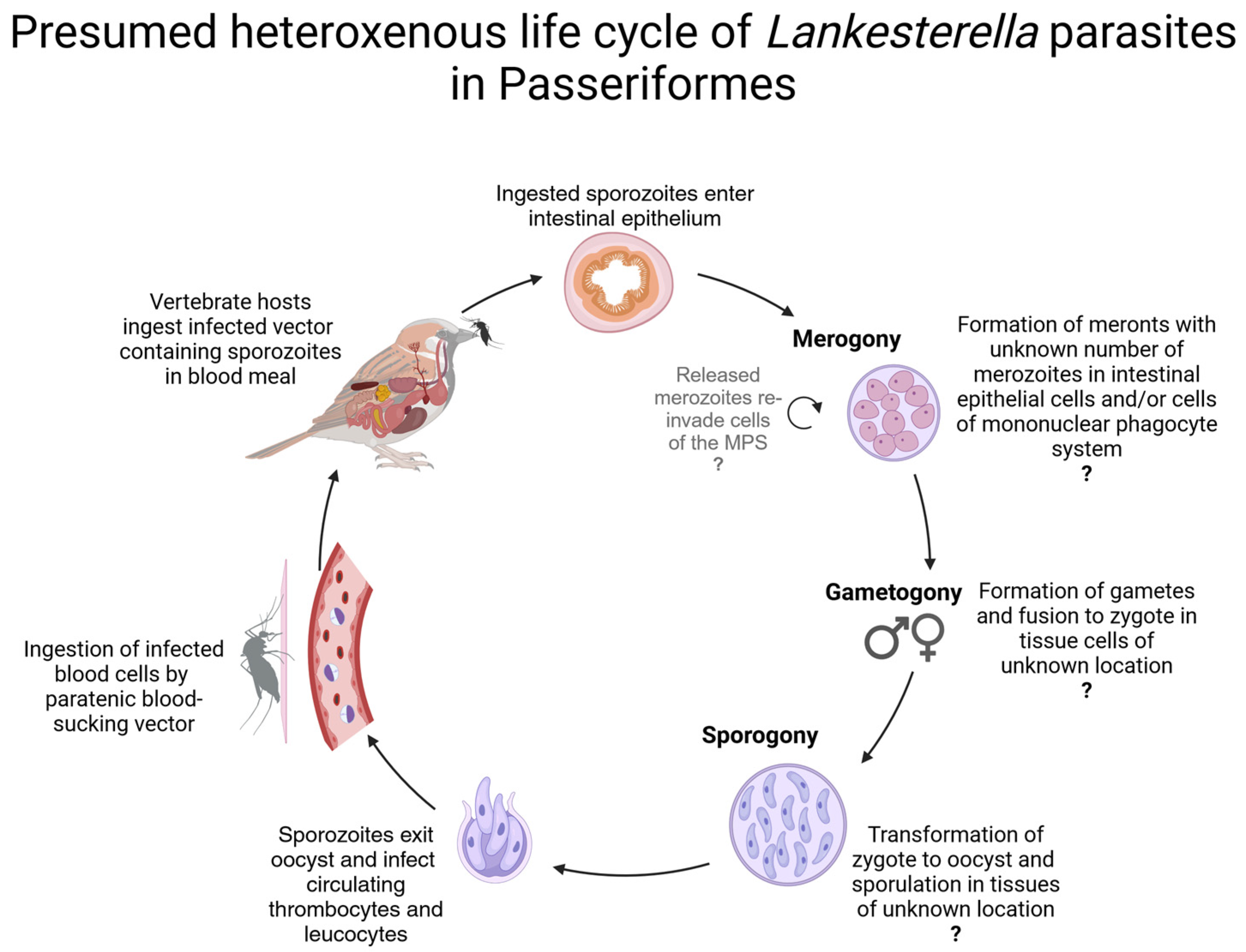 Pathogens 13 00337 g002