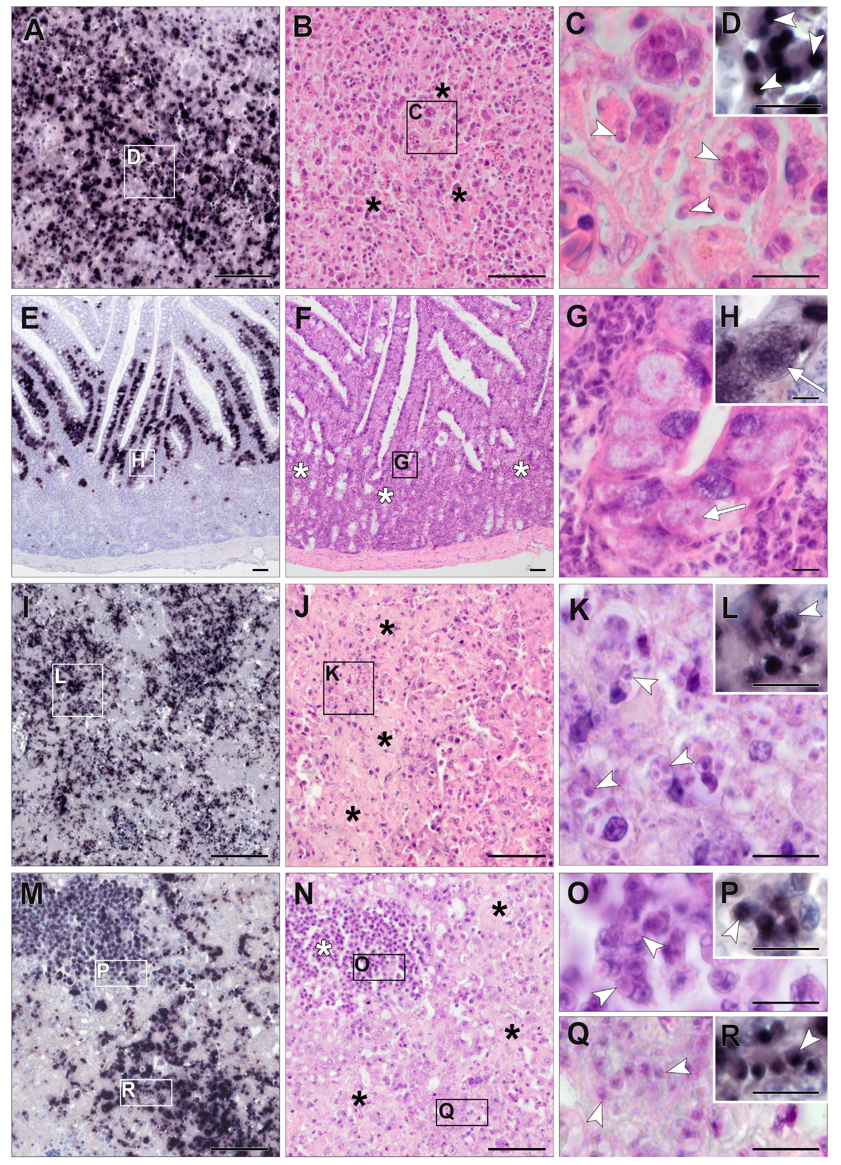 Pathogens 13 00337 g005