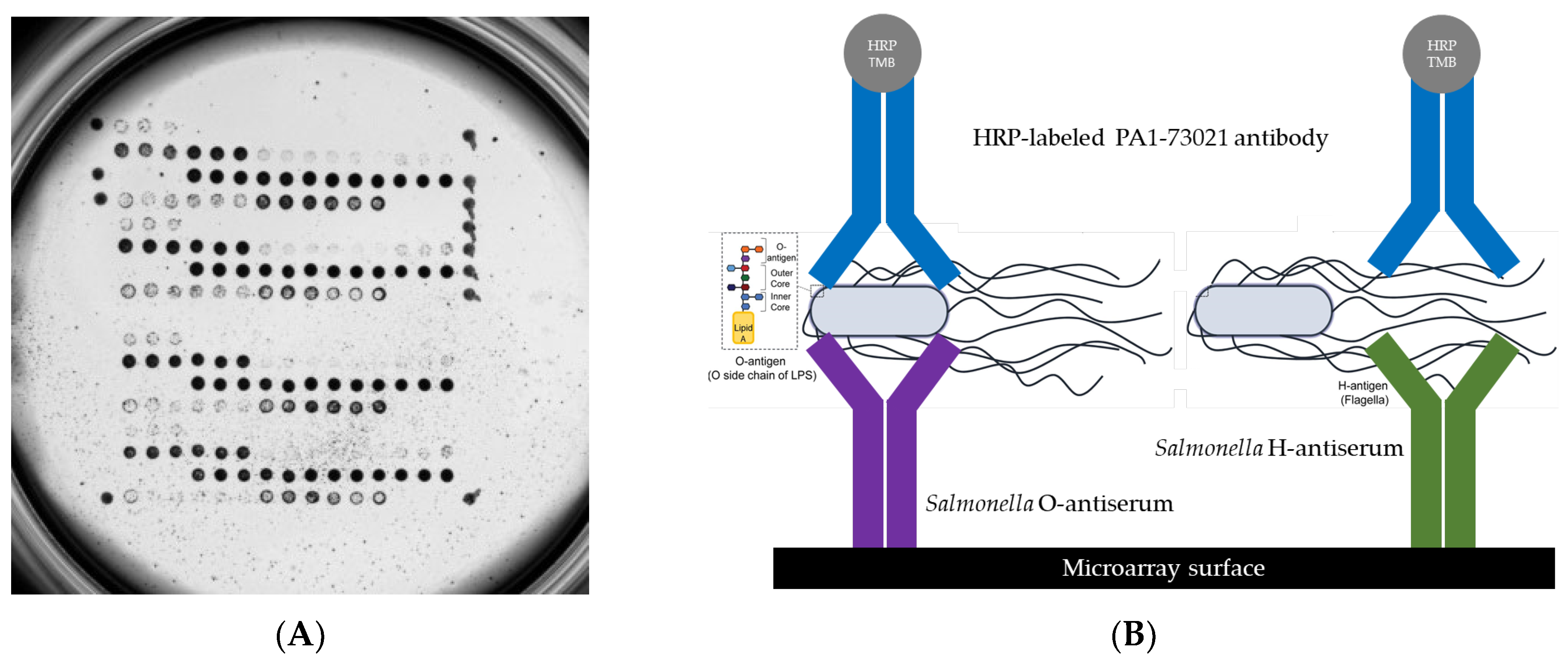 Pathogens 13 00355 g001