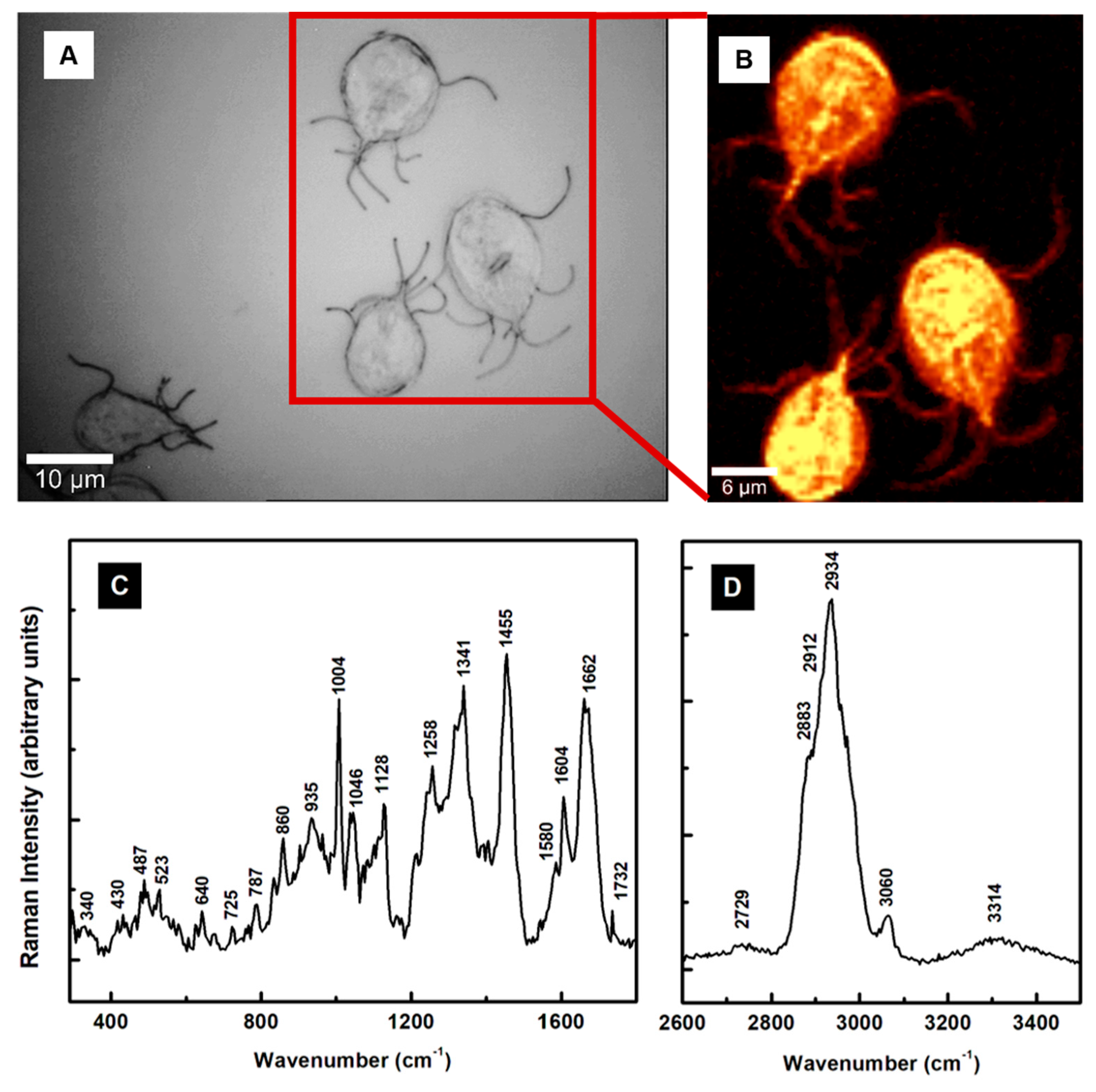 Pathogens 13 00358 g001 Pathogens 13 00358 g001