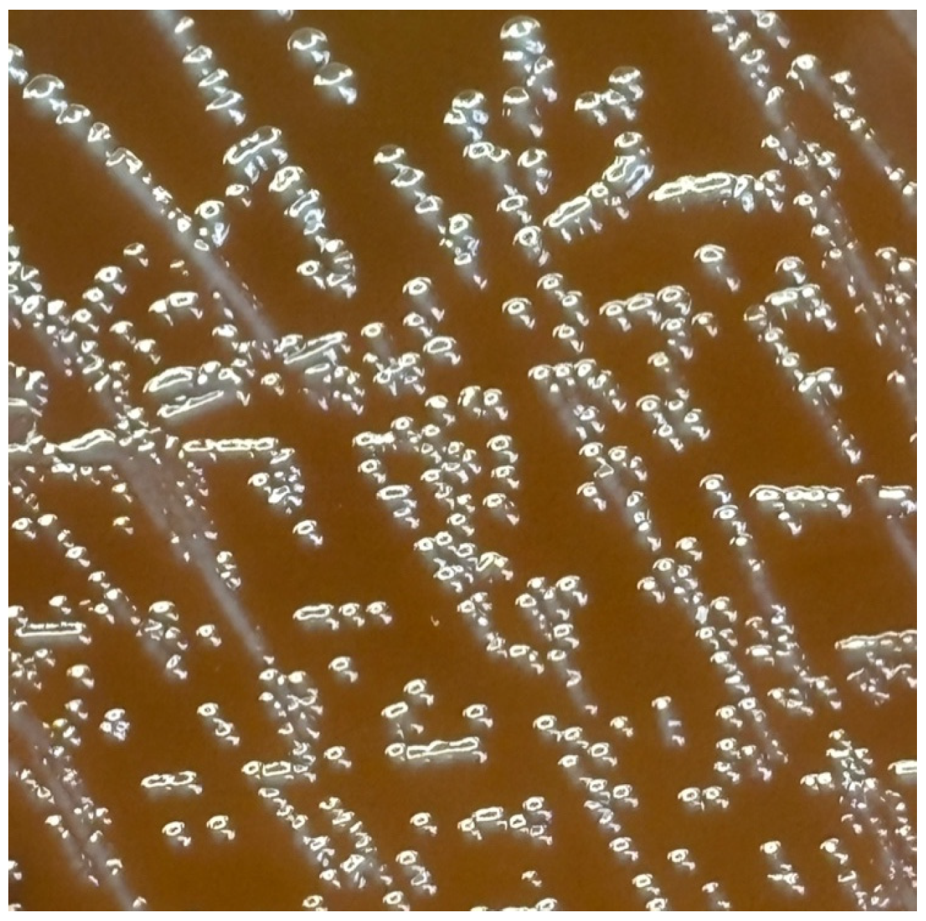 Pathogens 13 00364 g002