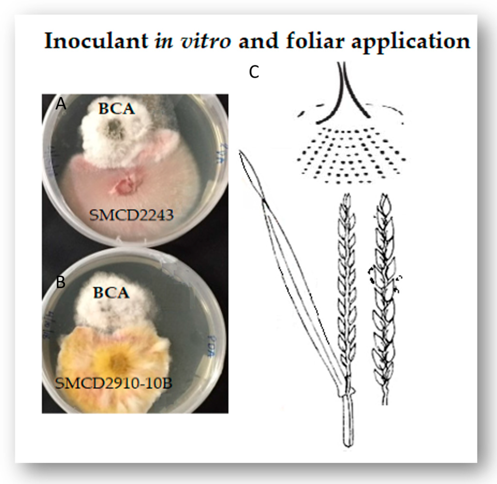 Pathogens 13 00372 g001
