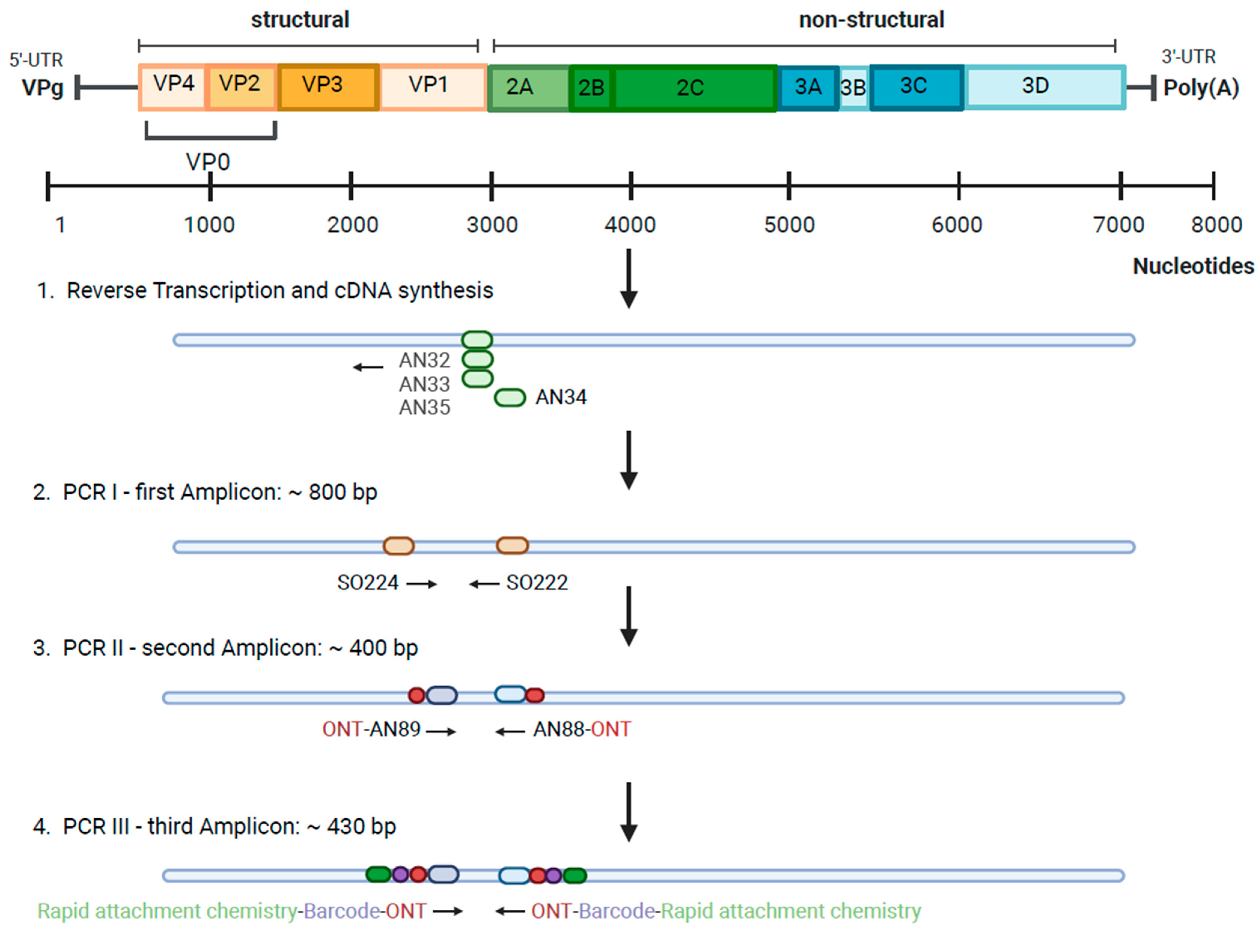 Pathogens 13 00390 g001