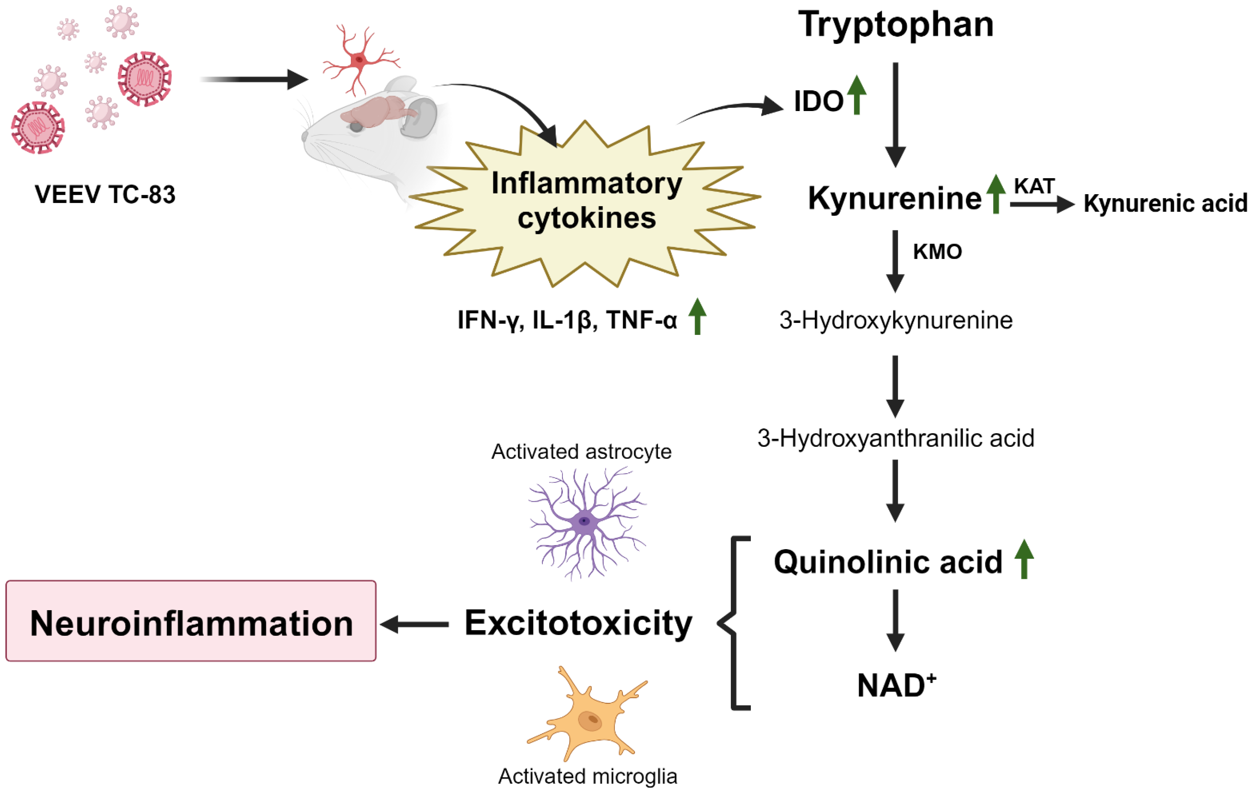 Pathogens 13 00397 sch001
