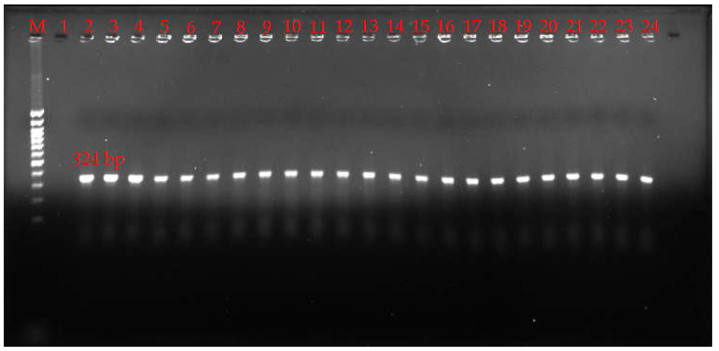 Pathogens 13 00400 g001