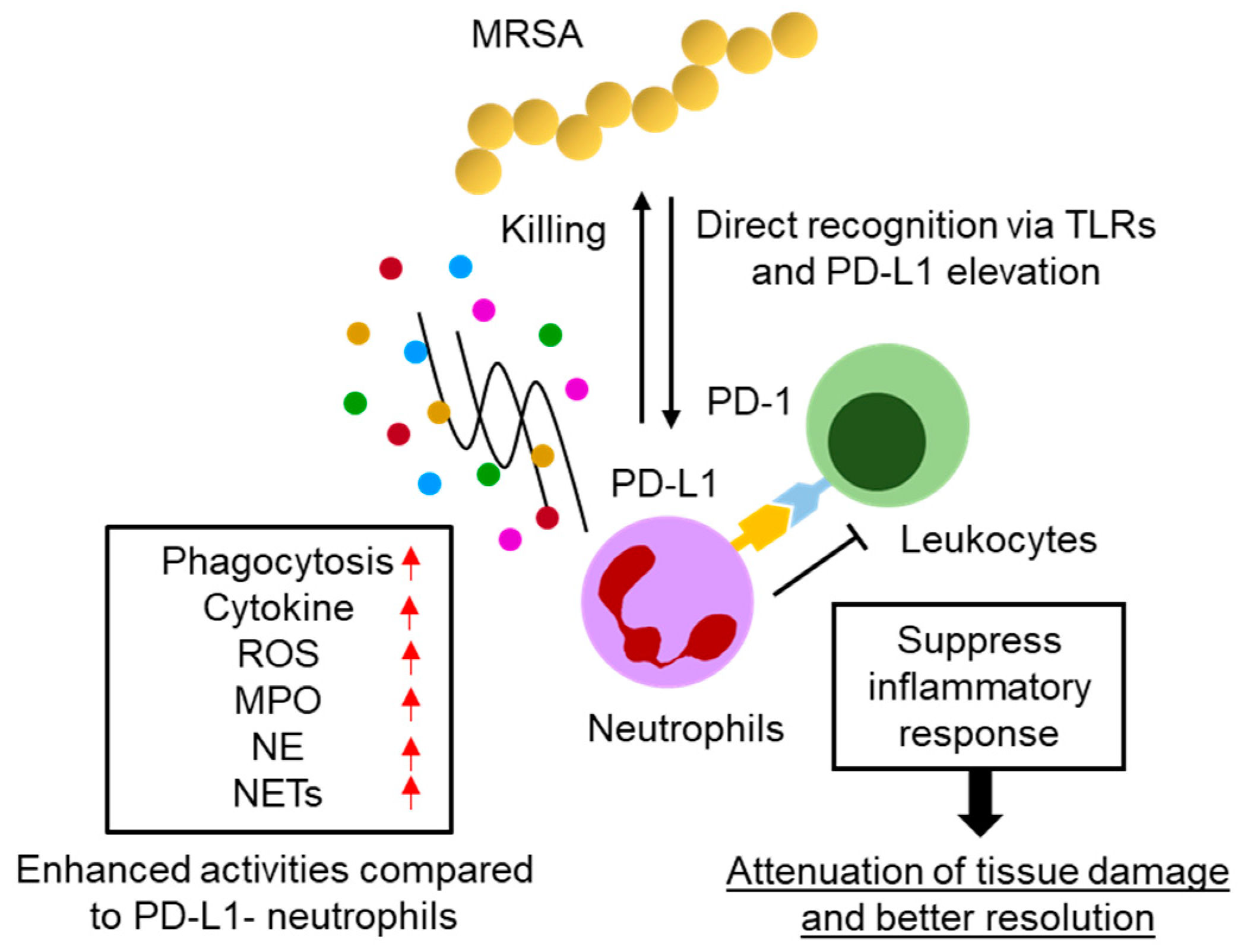 Pathogens 13 00401 g005