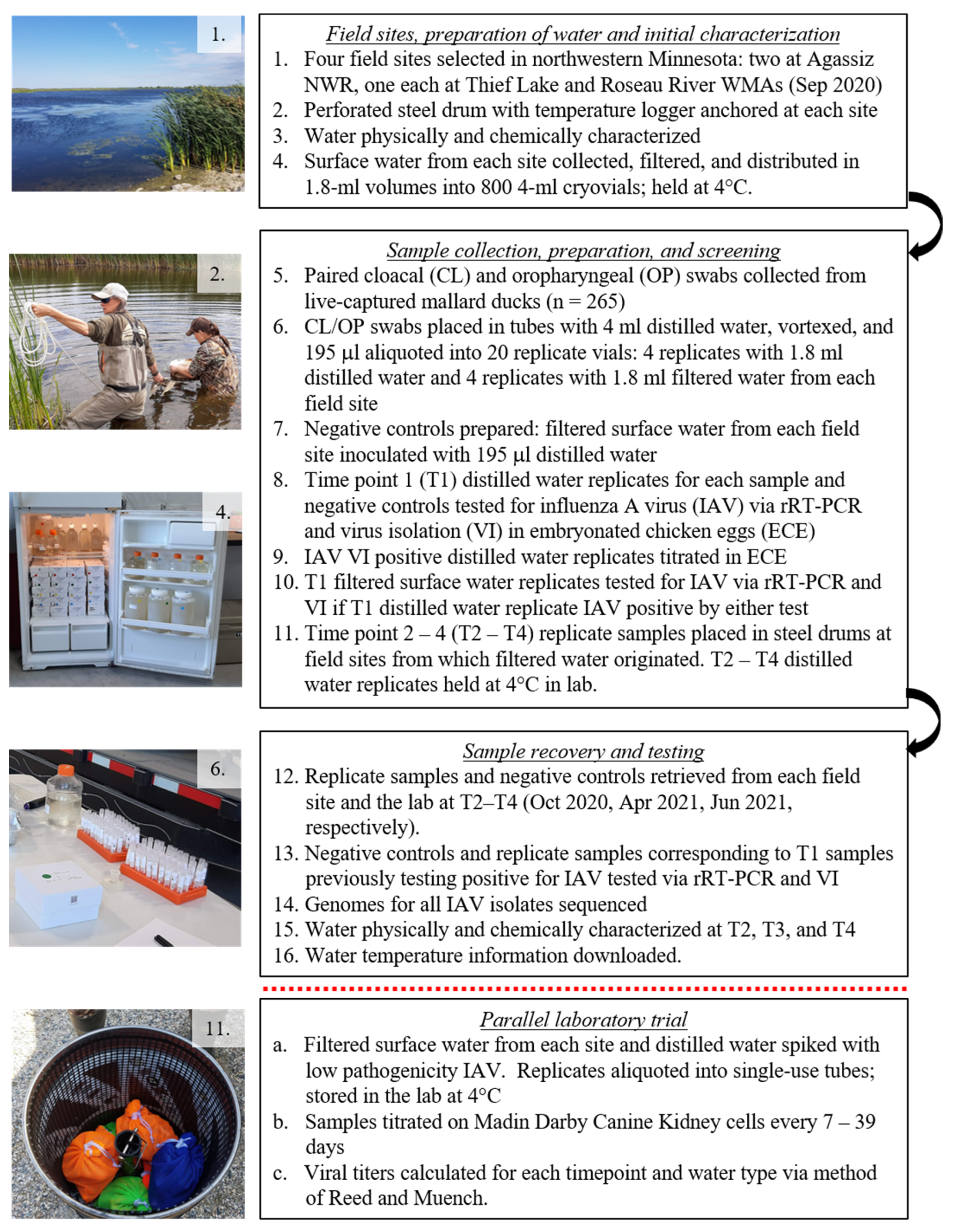 Pathogens 13 00406 g001