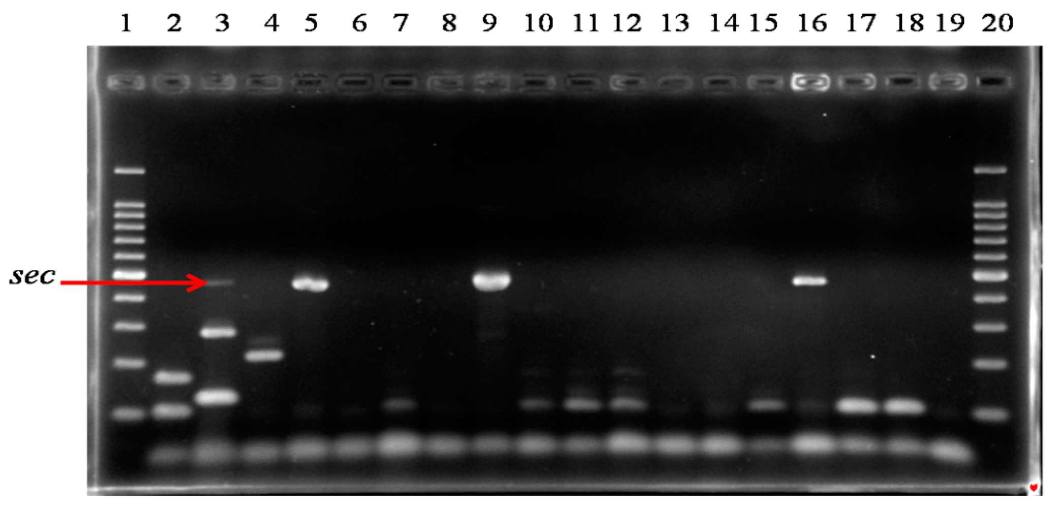 Pathogens 13 00408 g002