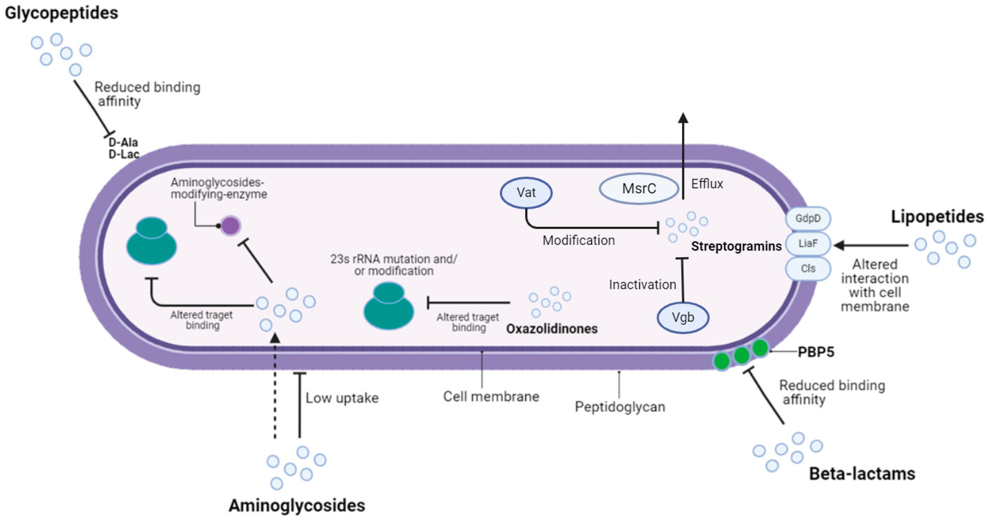 Pathogens 13 00409 g003