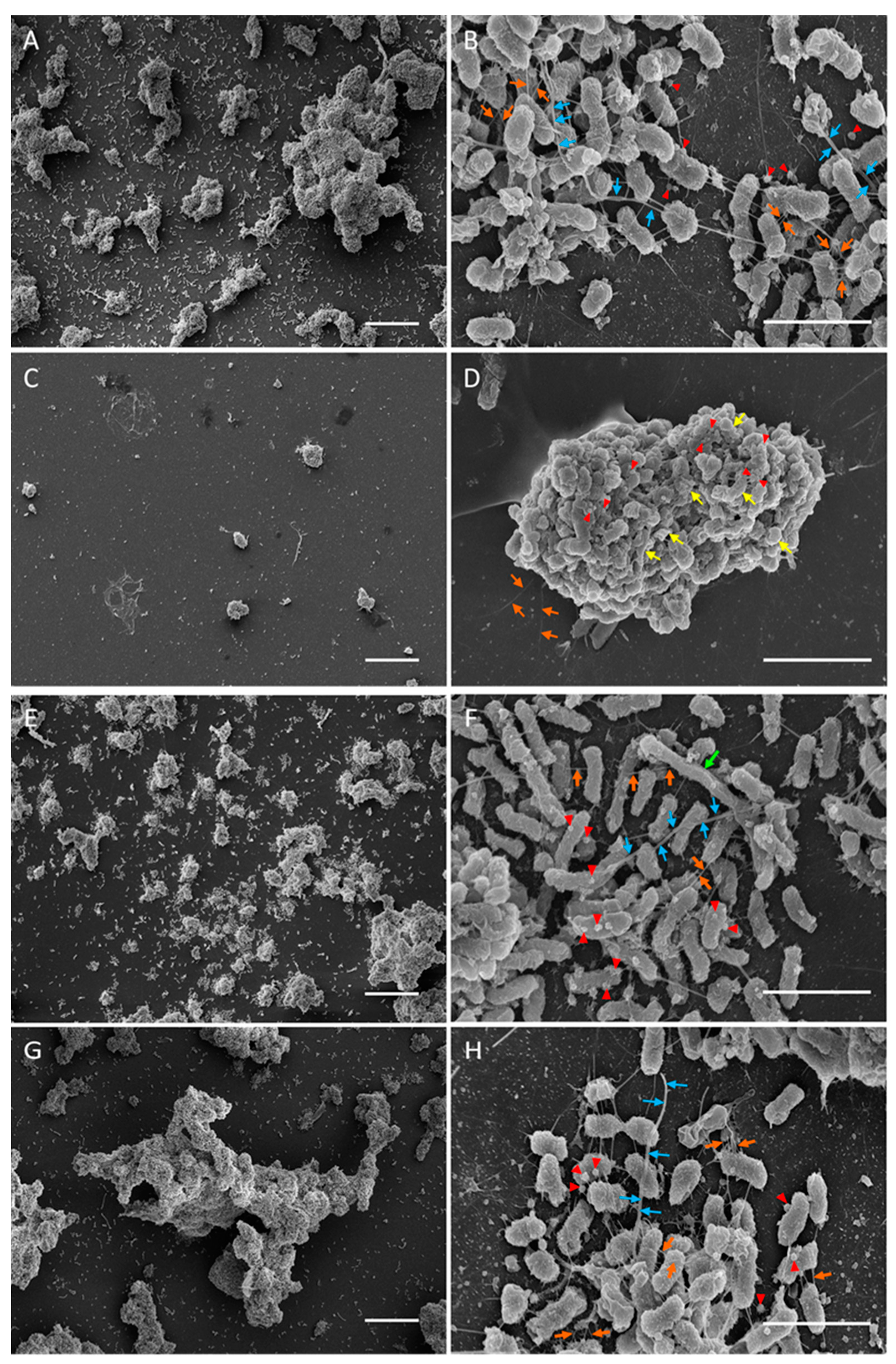 Pathogens 13 00418 g003