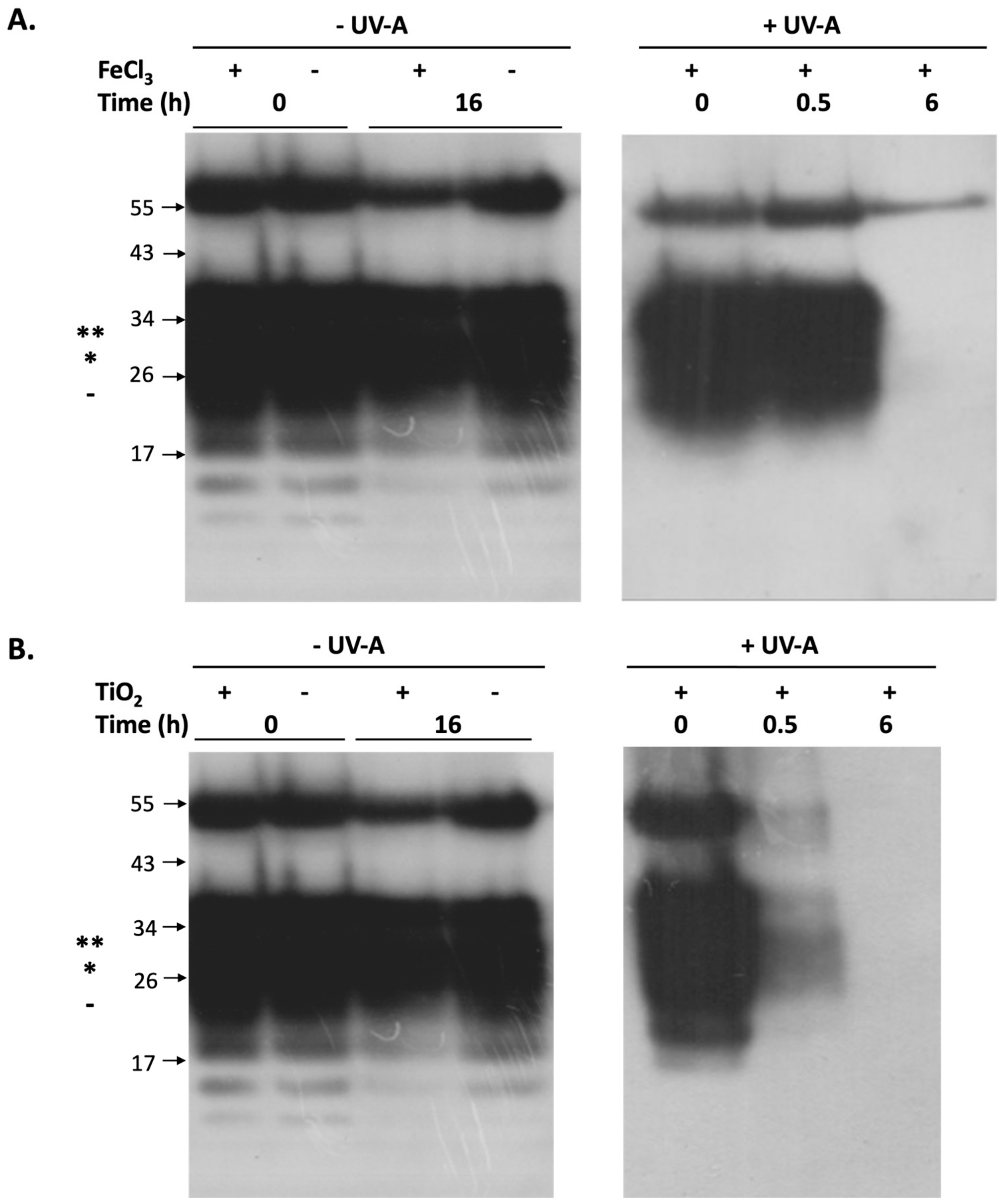 Pathogens 13 00420 g001