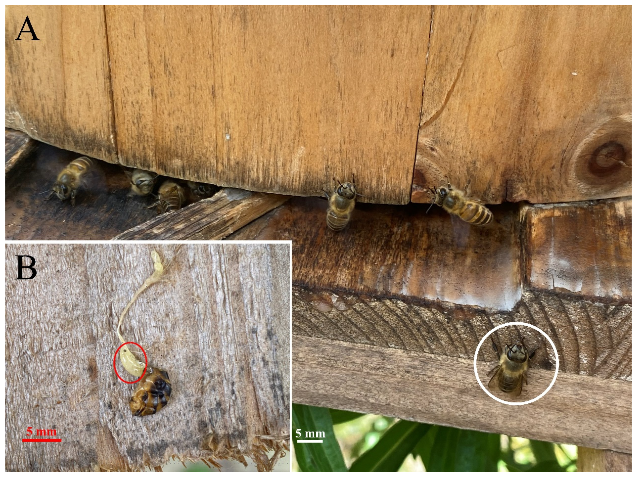 Pathogens 13 00422 g002