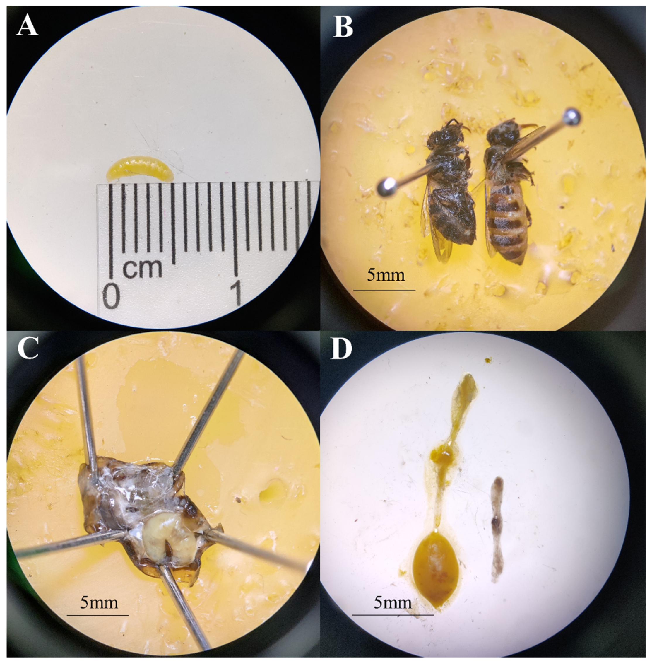 Pathogens 13 00422 g003