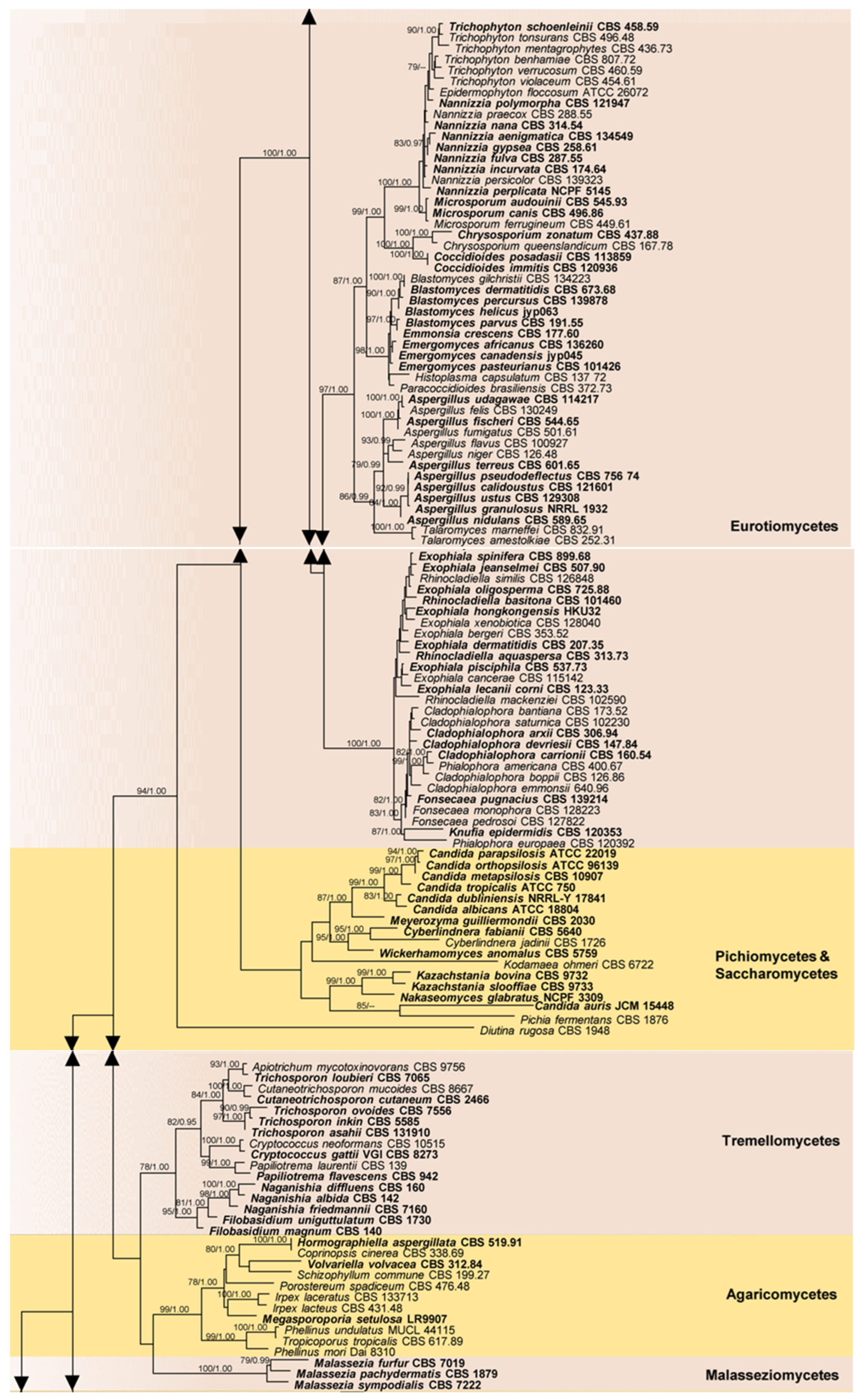 Pathogens 13 00426 g005b
