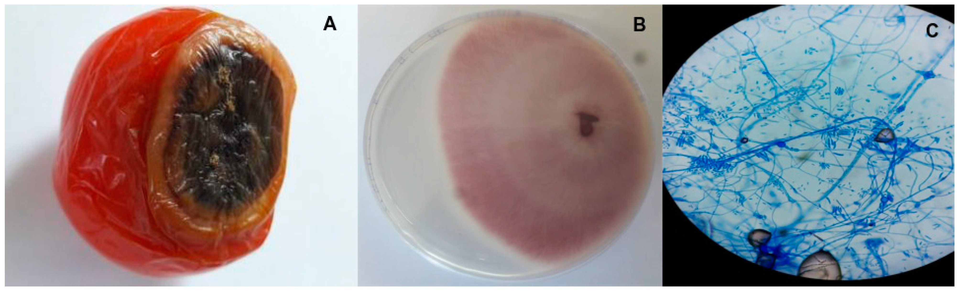 Pathogens 13 00436 g001