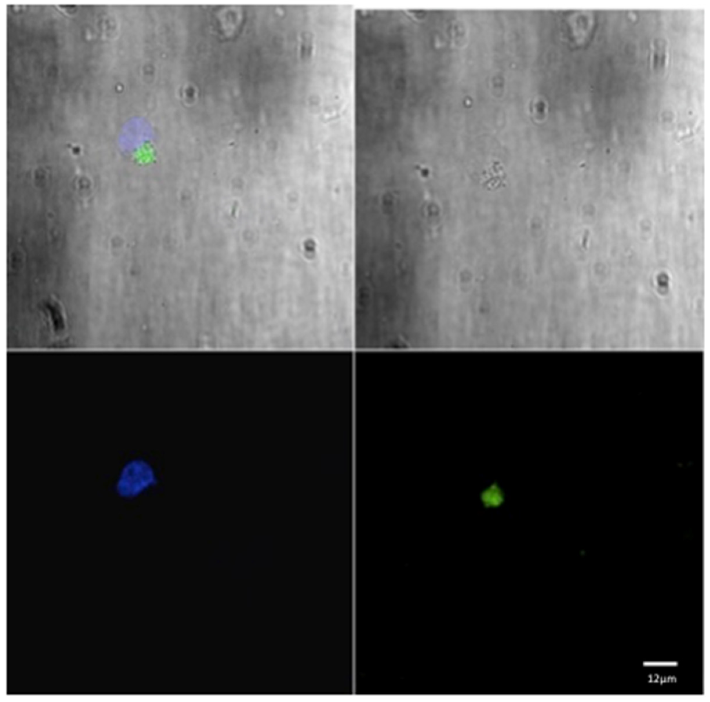 Pathogens 13 00437 g001