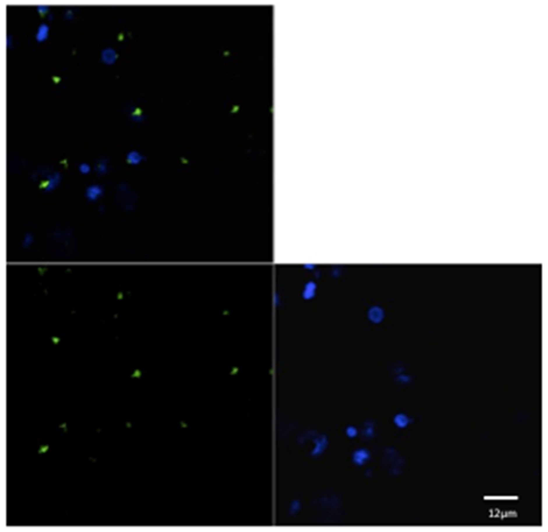 Pathogens 13 00437 g002