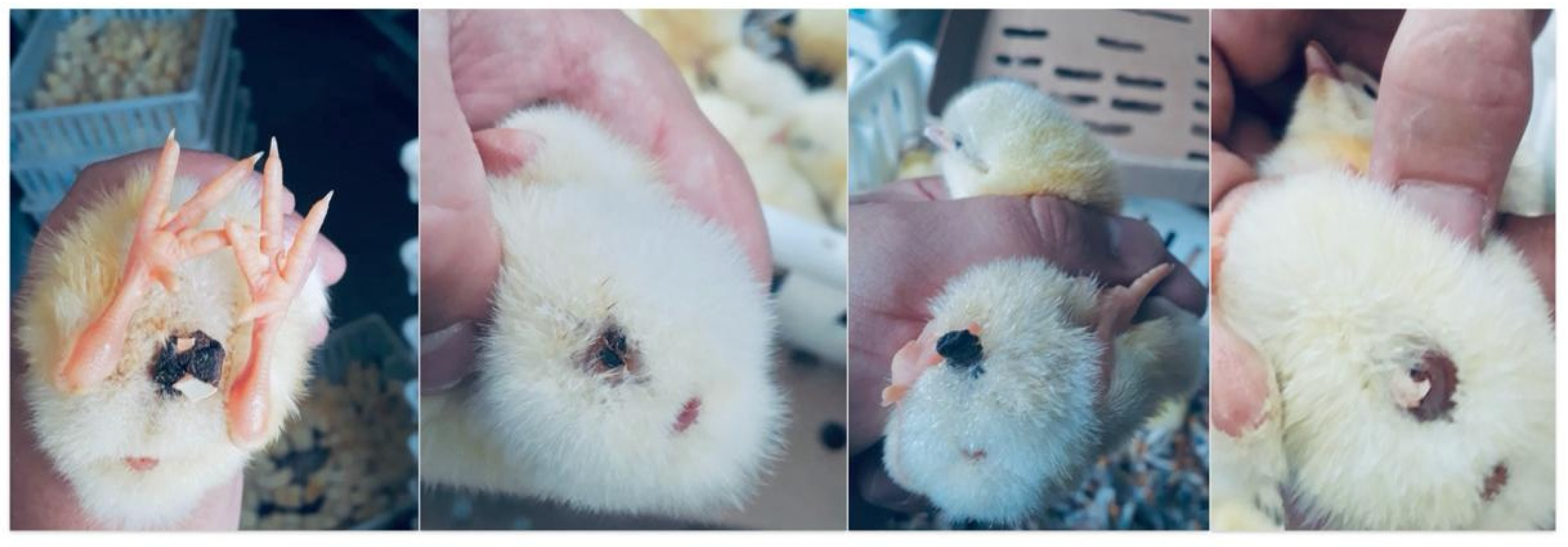 Pathogens 13 00438 g001