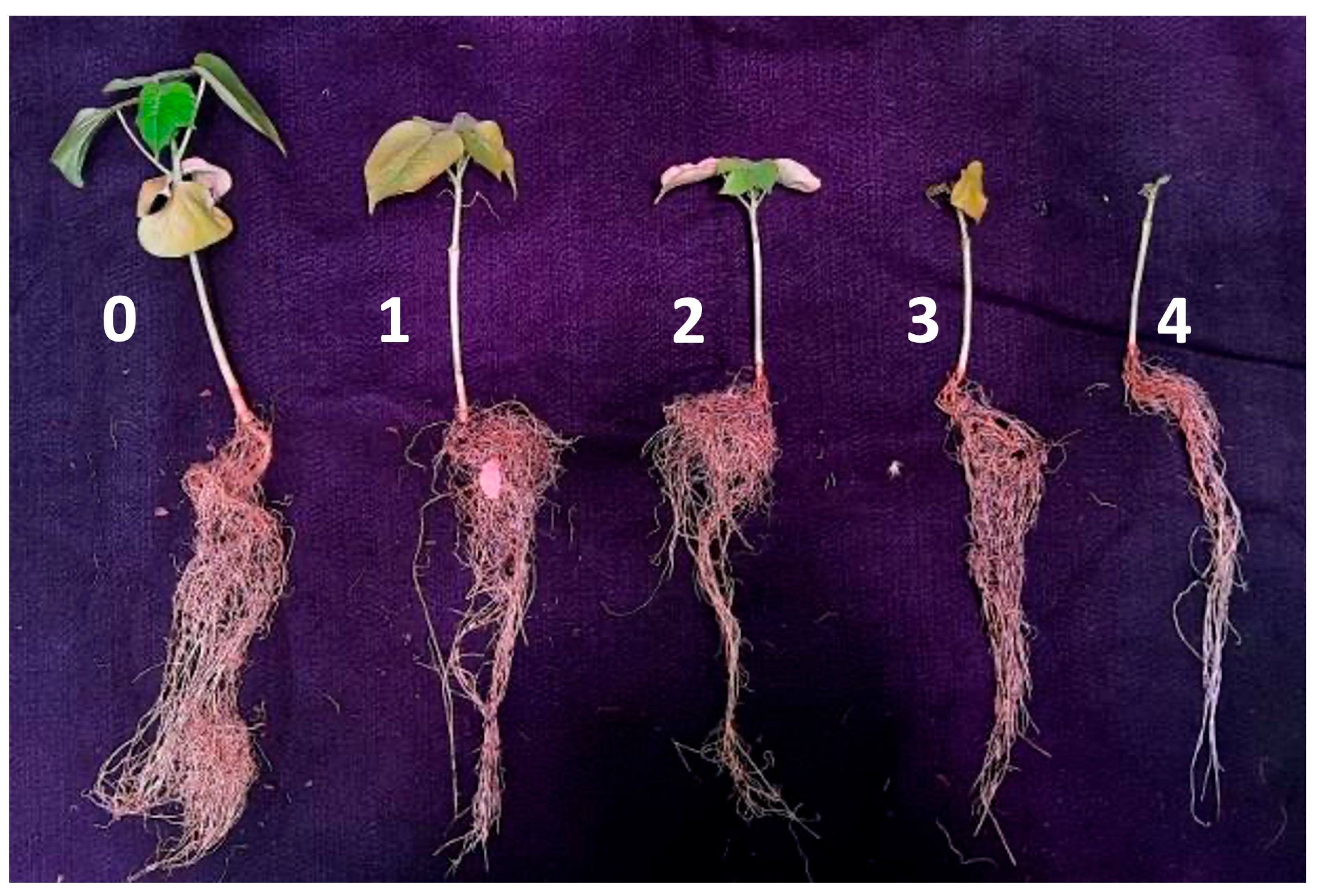 Pathogens 13 00442 g001