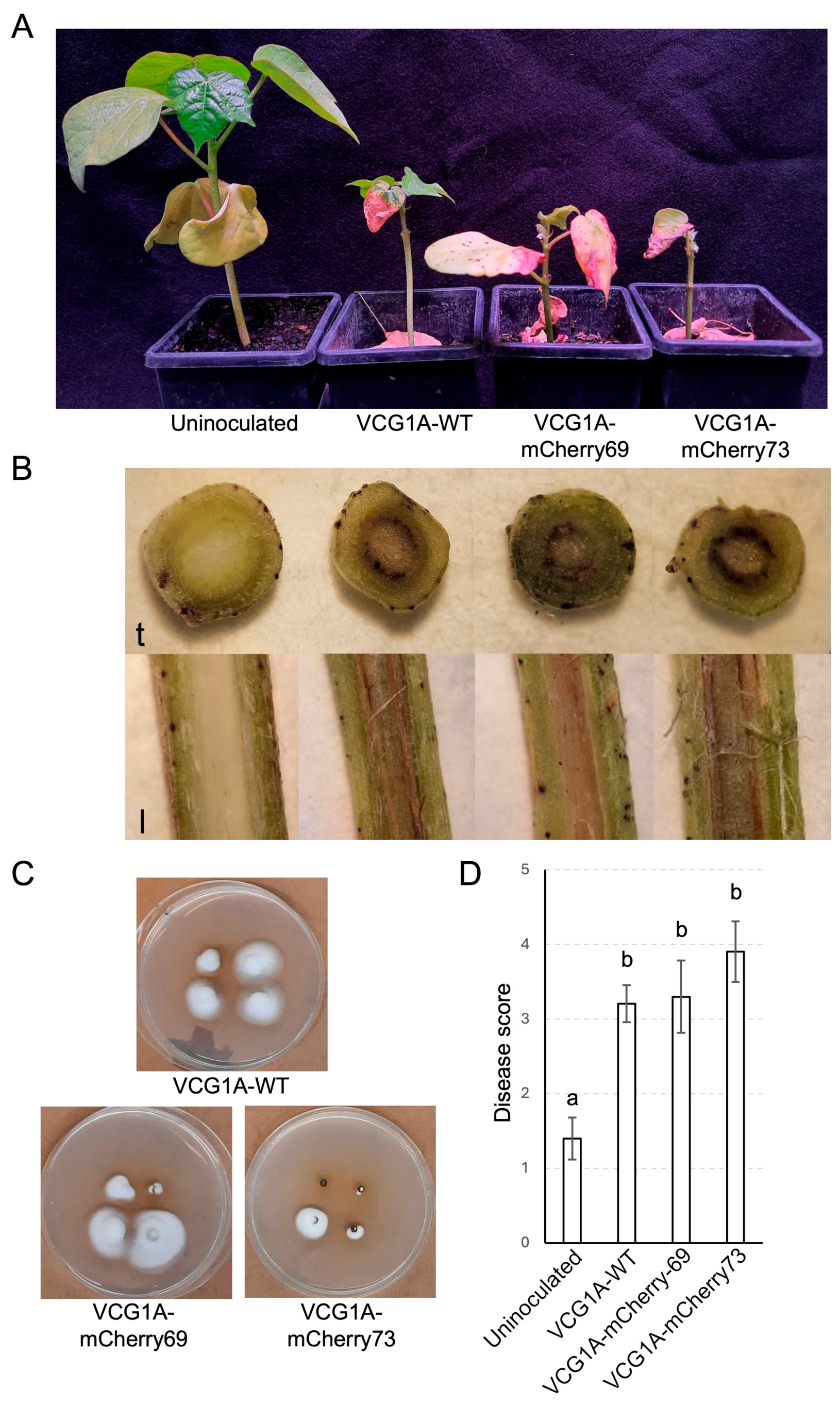 Pathogens 13 00442 g005
