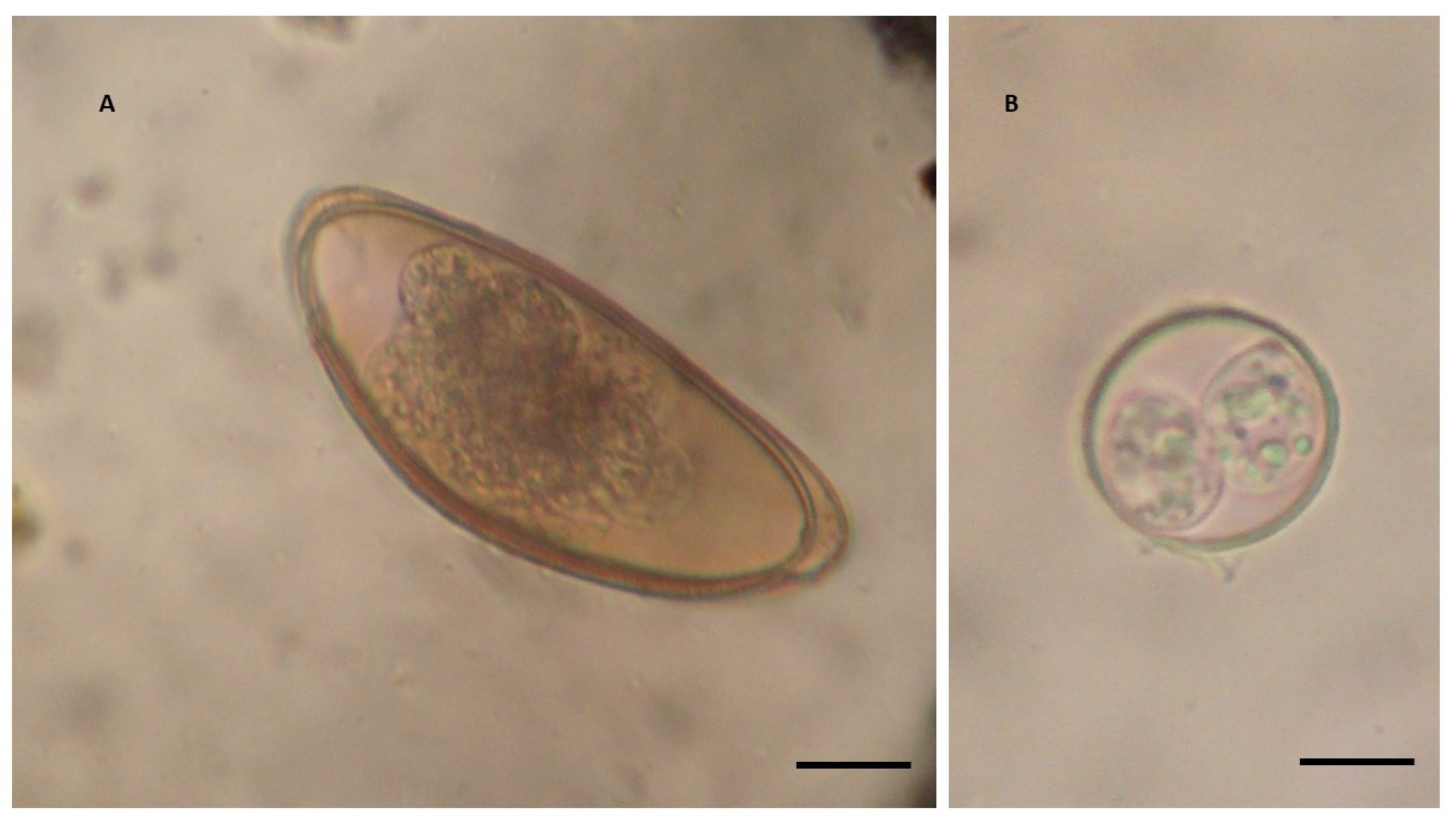 Pathogens 13 00443 g001