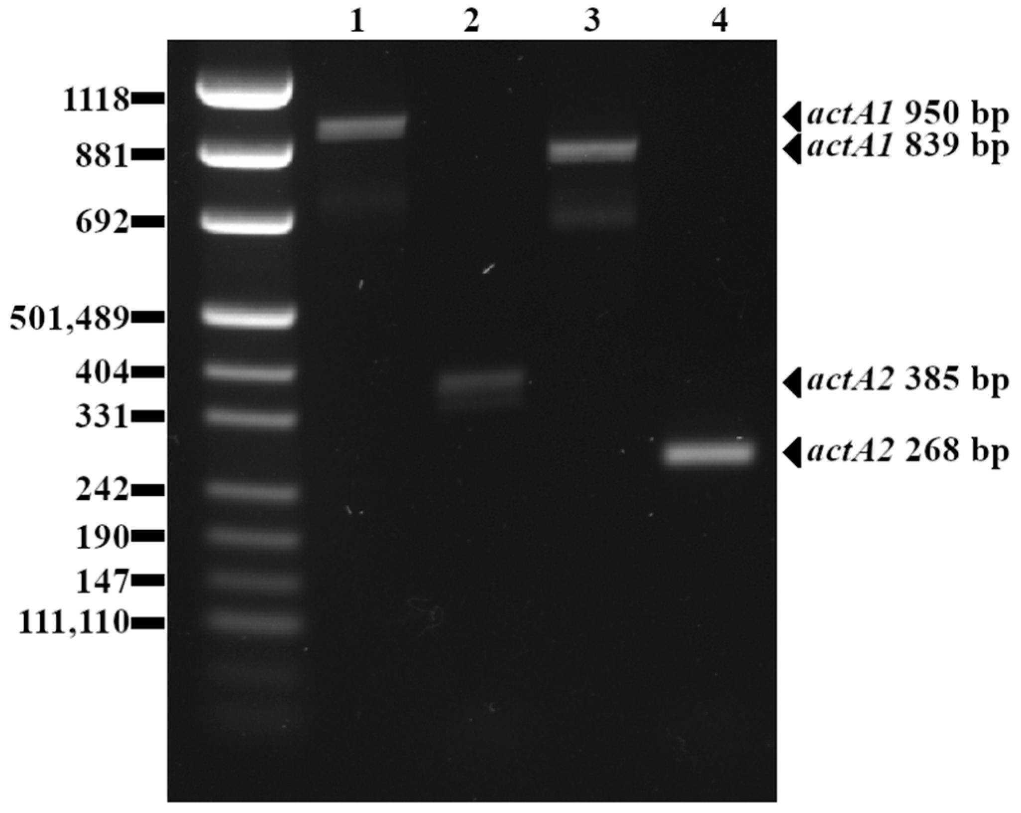 Pathogens 13 00444 g001