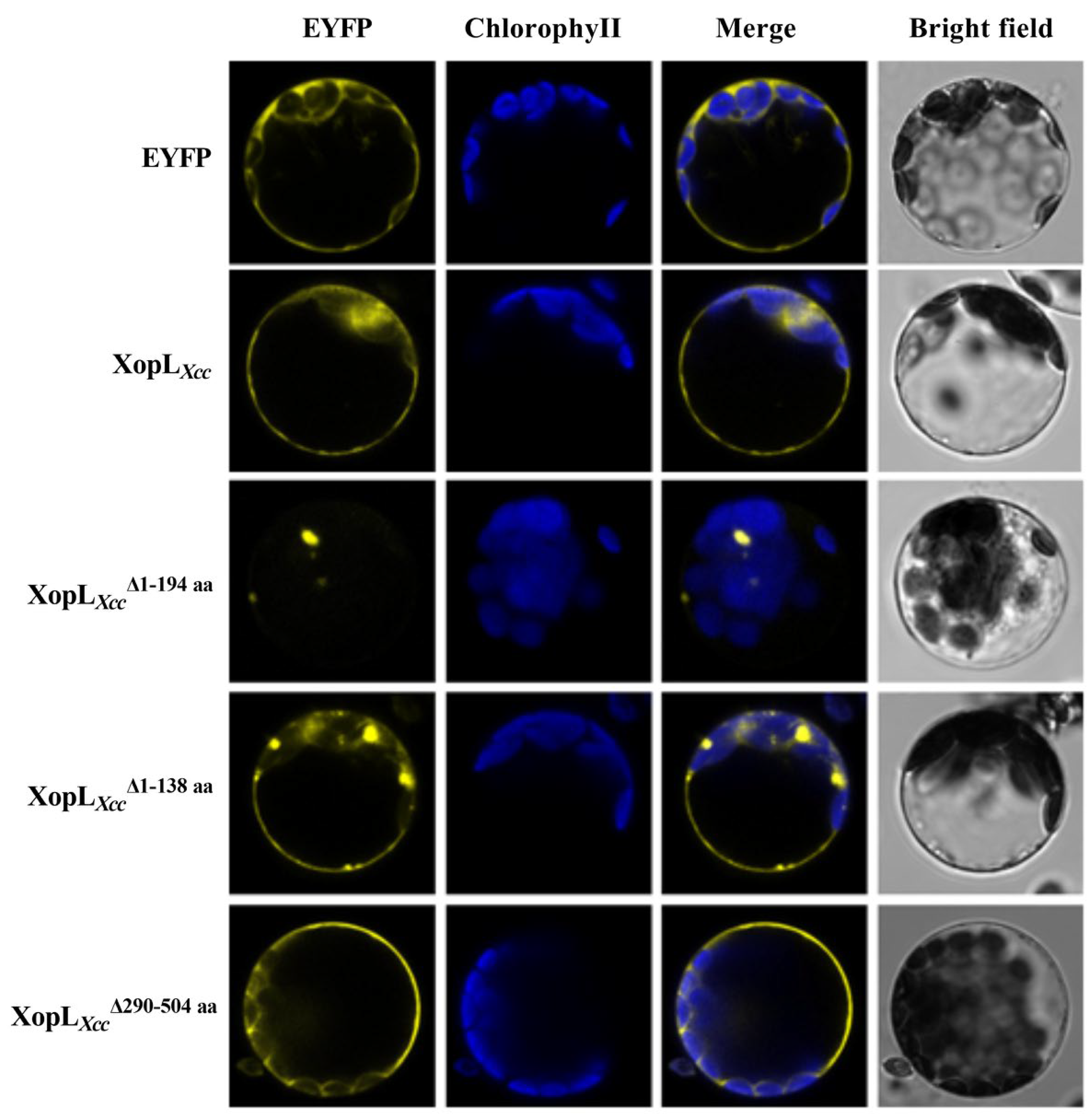 Pathogens 13 00448 g007