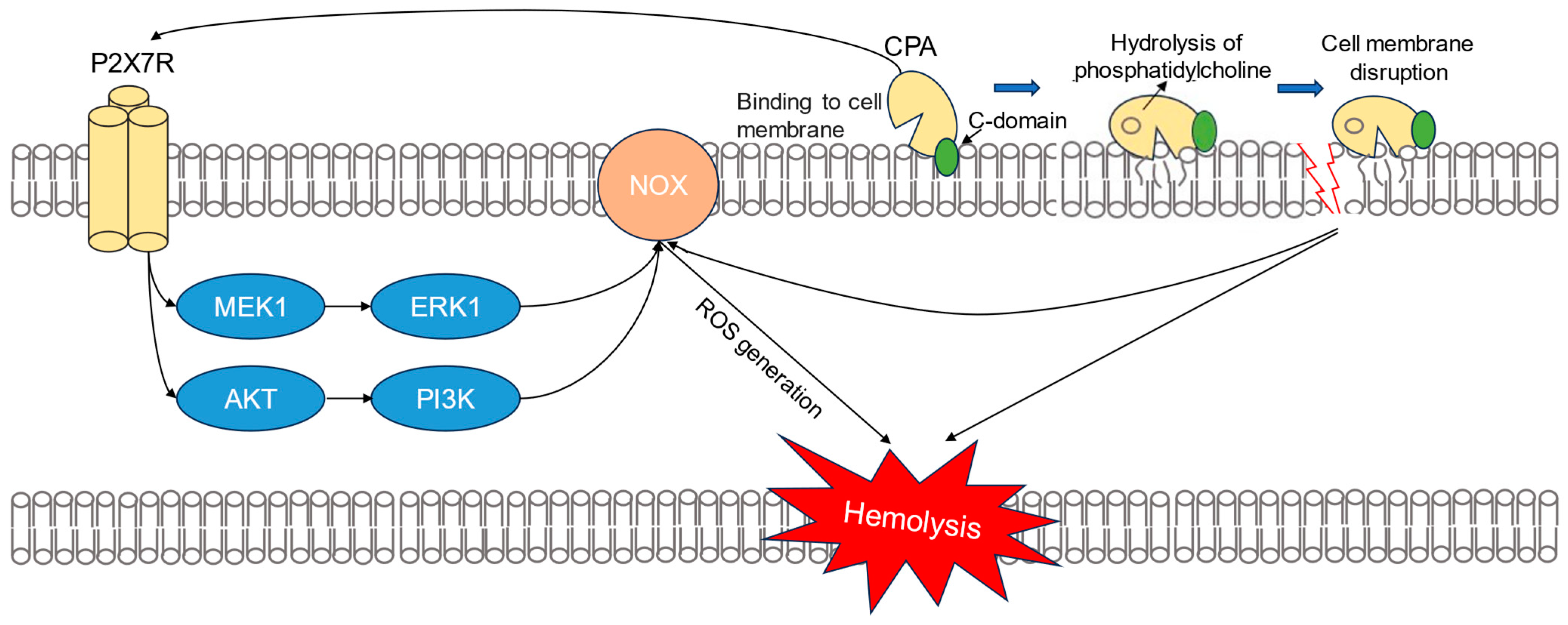 Pathogens 13 00454 g008