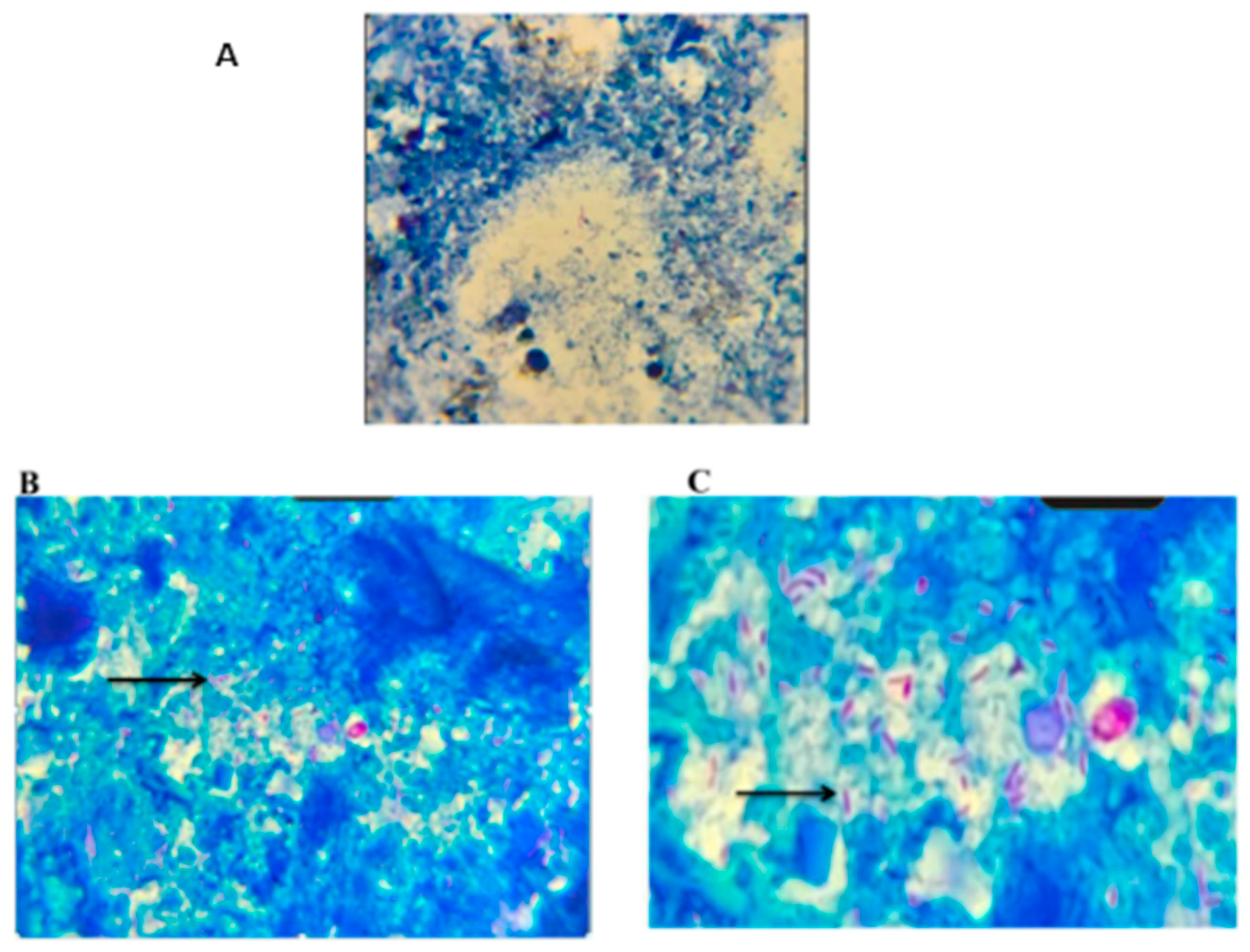 Pathogens 13 00473 g001