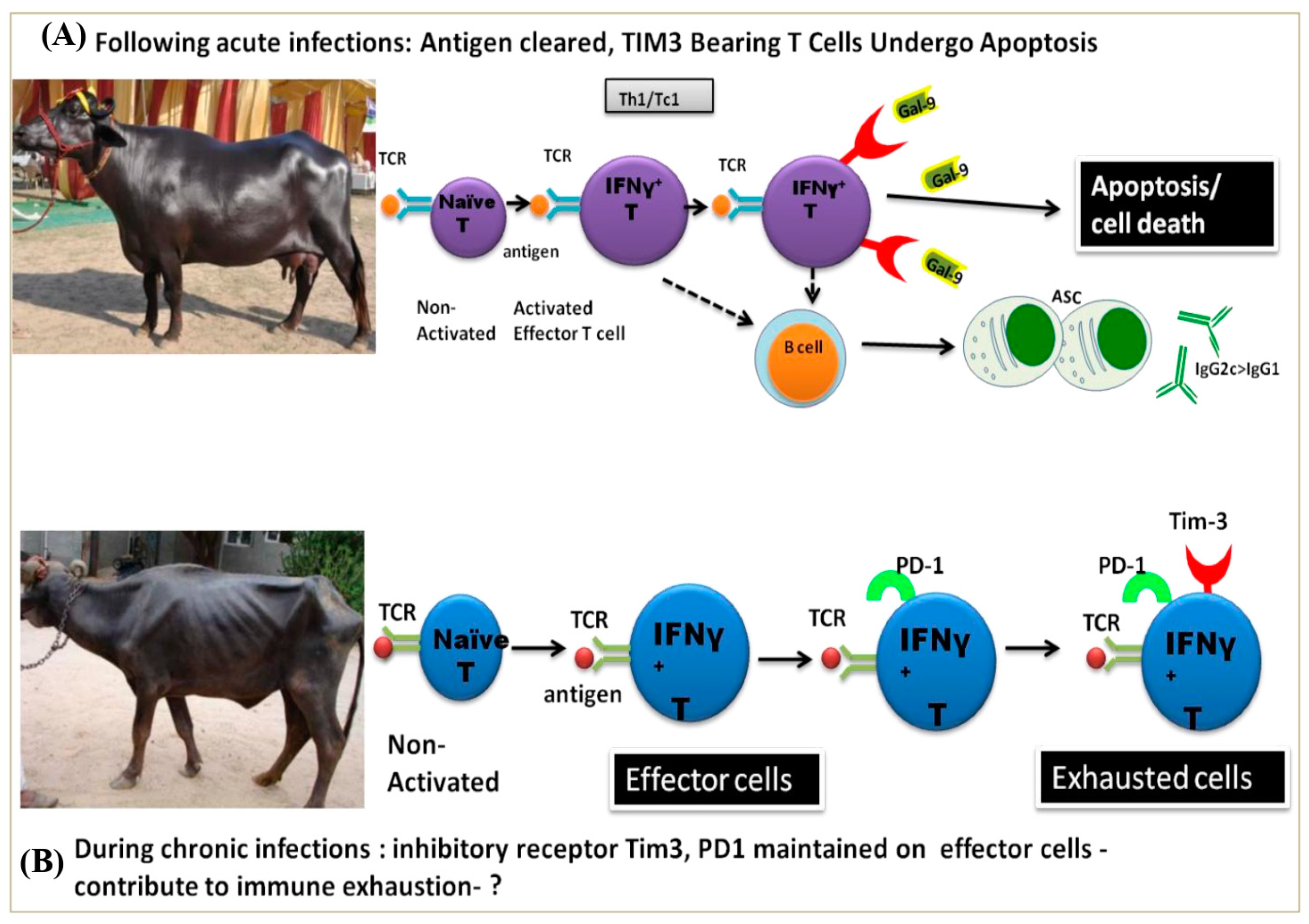 Pathogens 13 00473 g005
