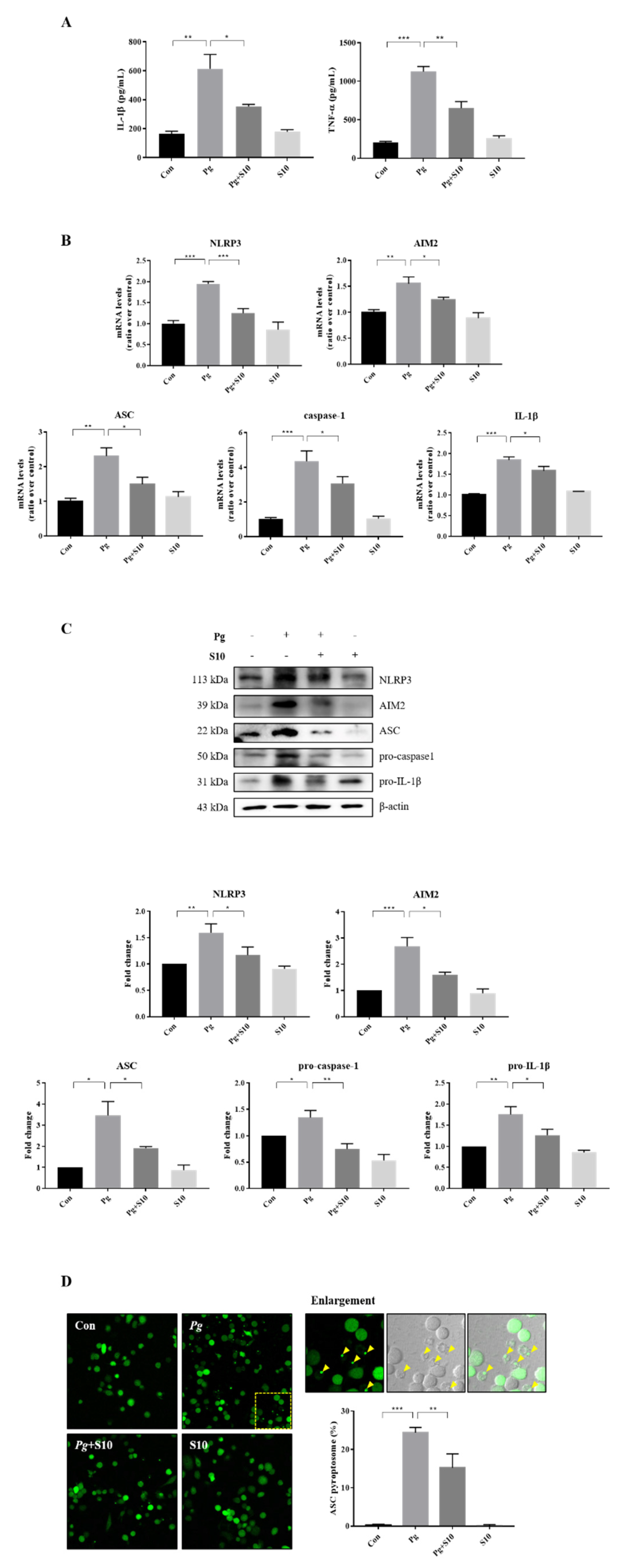 Pathogens 13 00474 g002