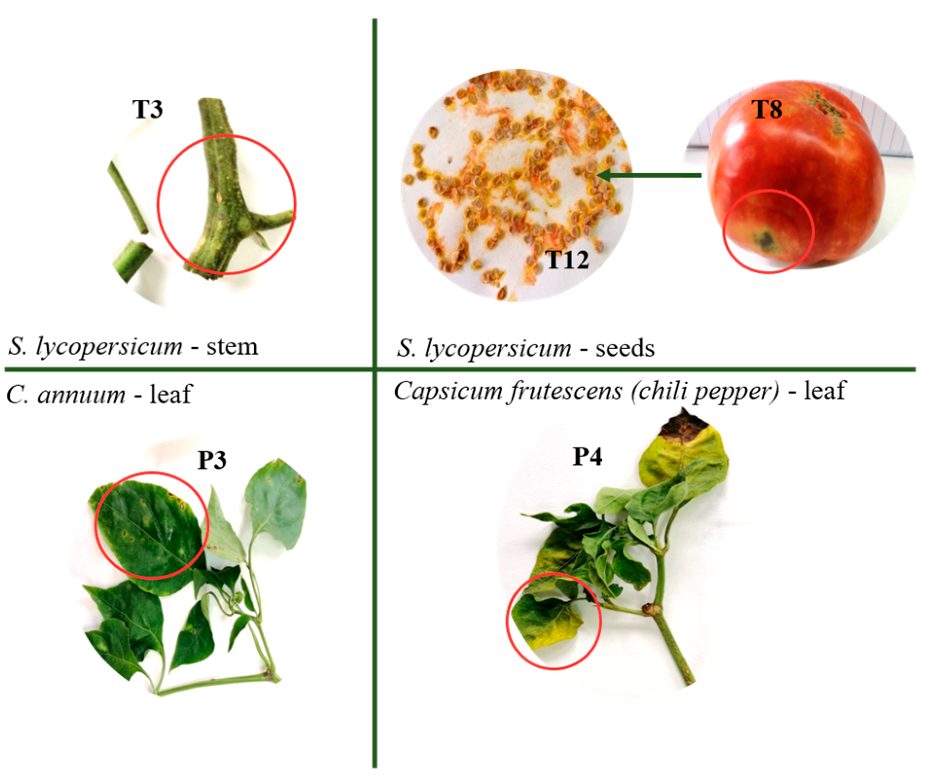 Pathogens 13 00483 g001 Pathogens 13 00483 g001