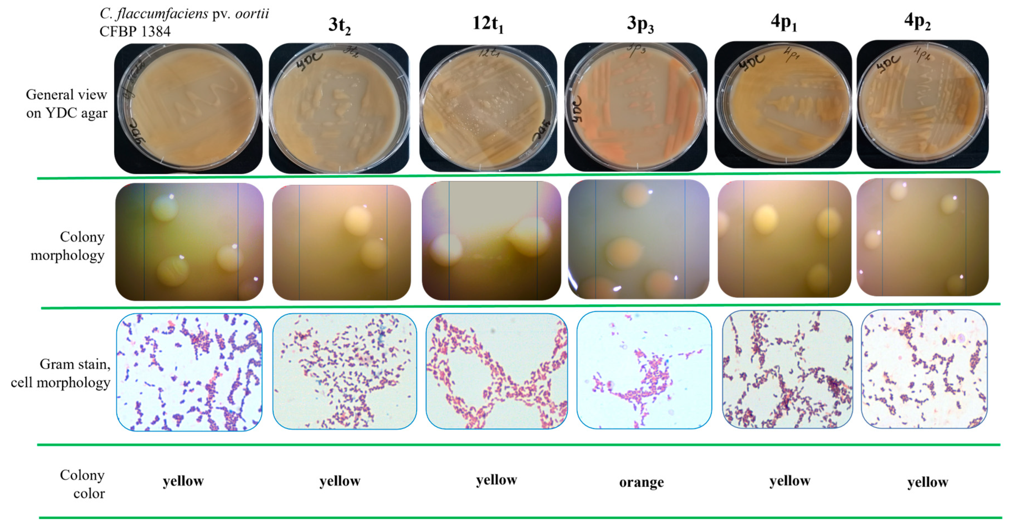 Pathogens 13 00483 g002 Pathogens 13 00483 g002