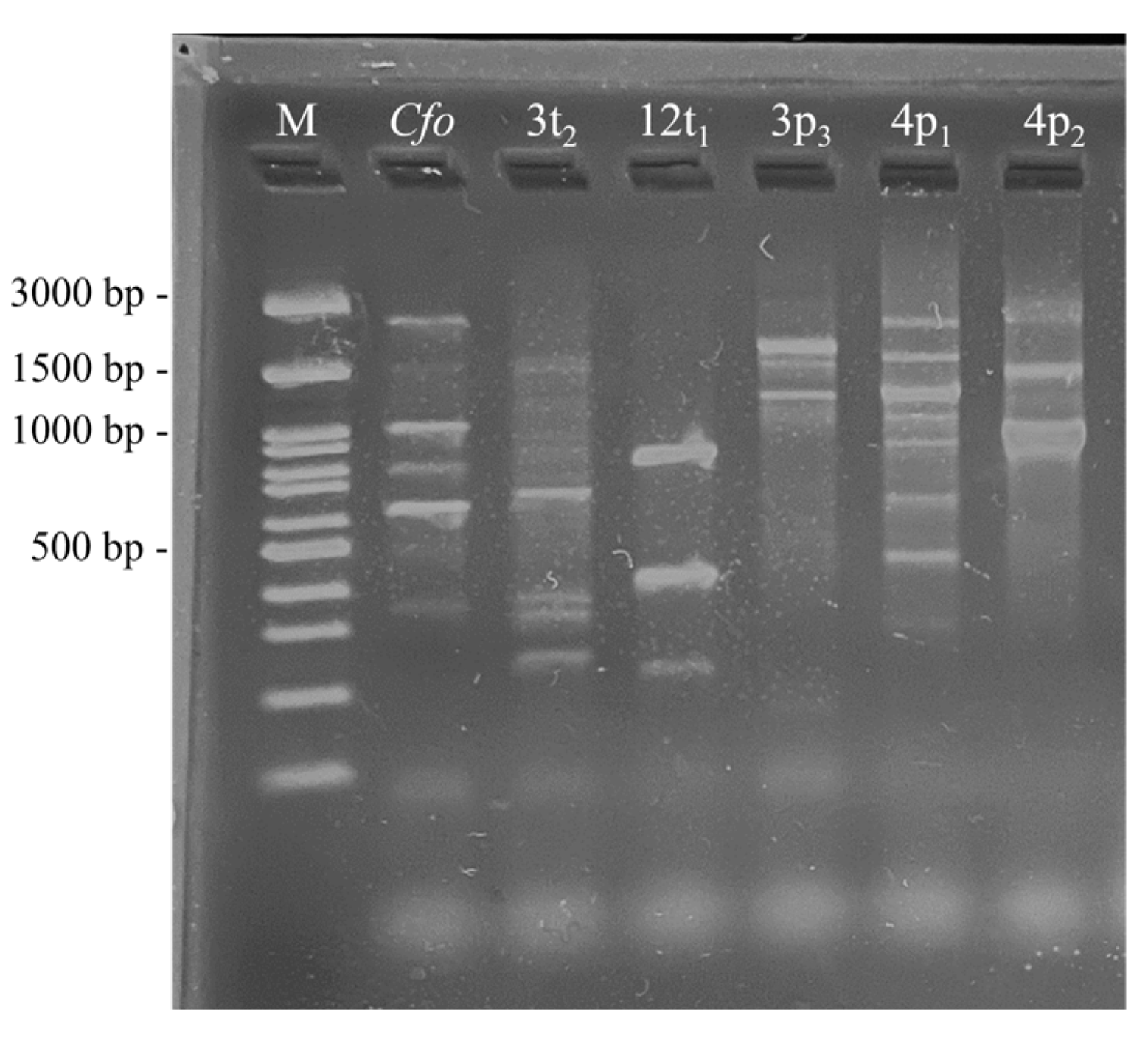 Pathogens 13 00483 g005 Pathogens 13 00483 g005