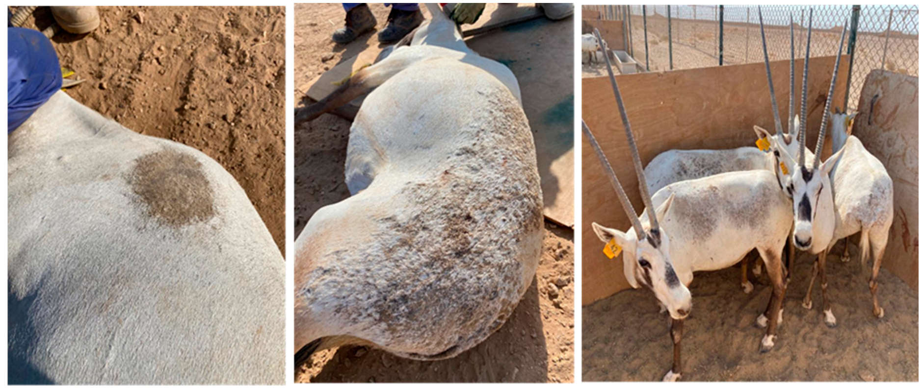 Pathogens 13 00485 g001