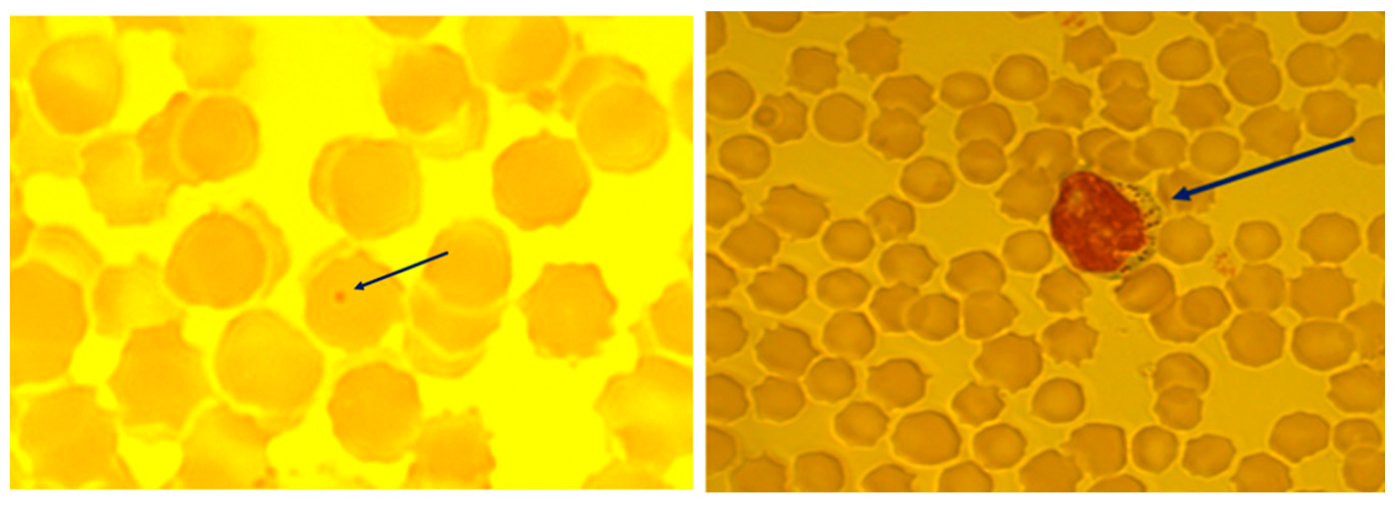 Pathogens 13 00485 g002