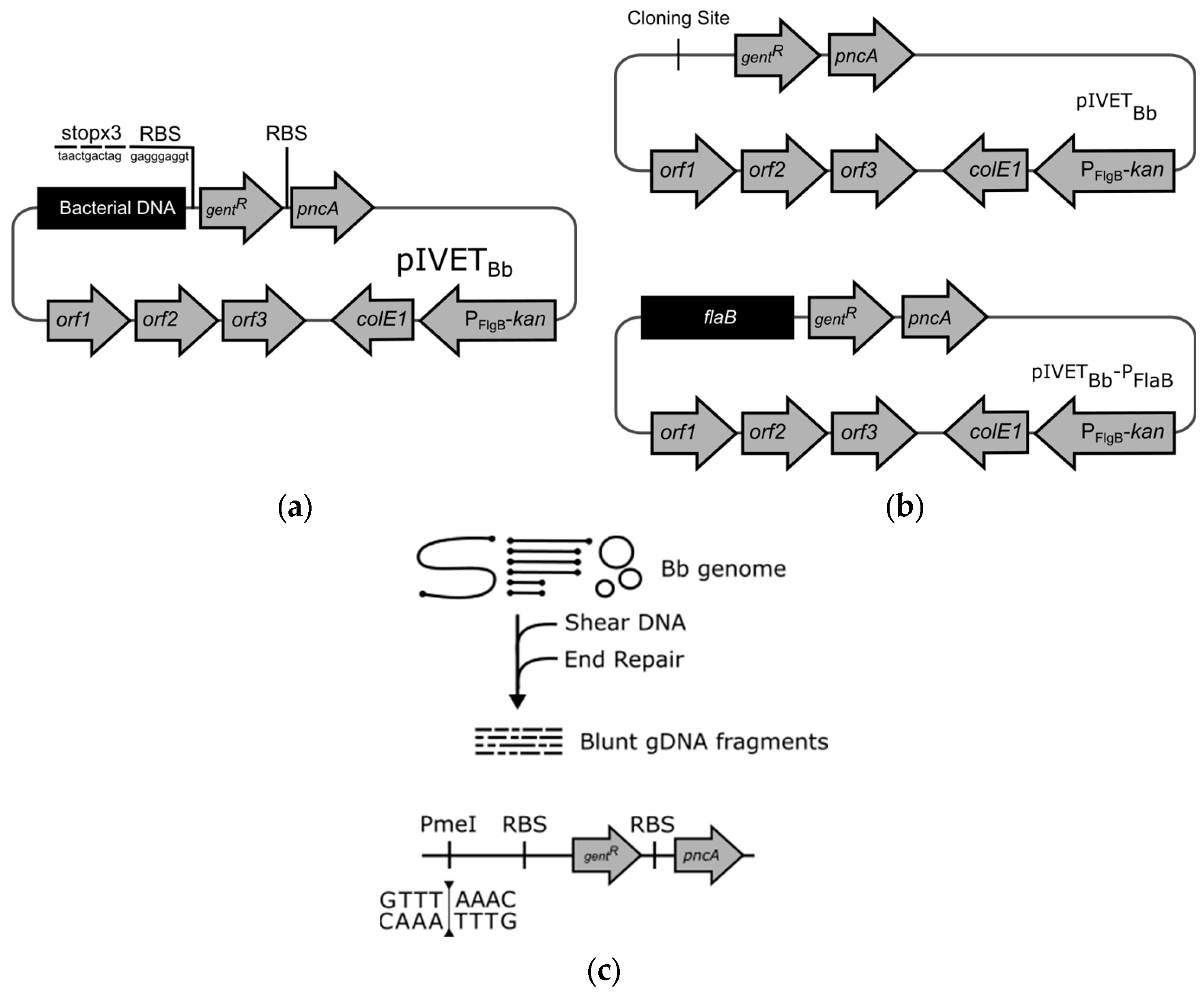 Pathogens 13 00487 g002