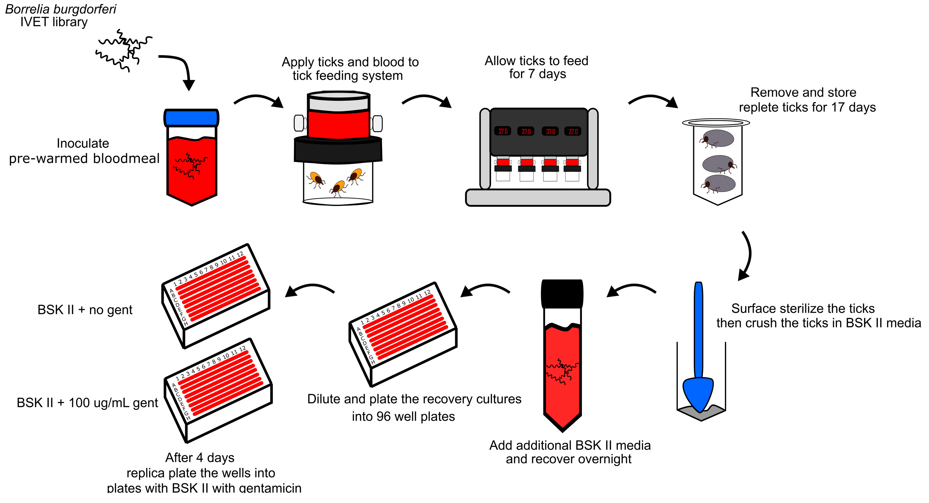 Pathogens 13 00487 g003