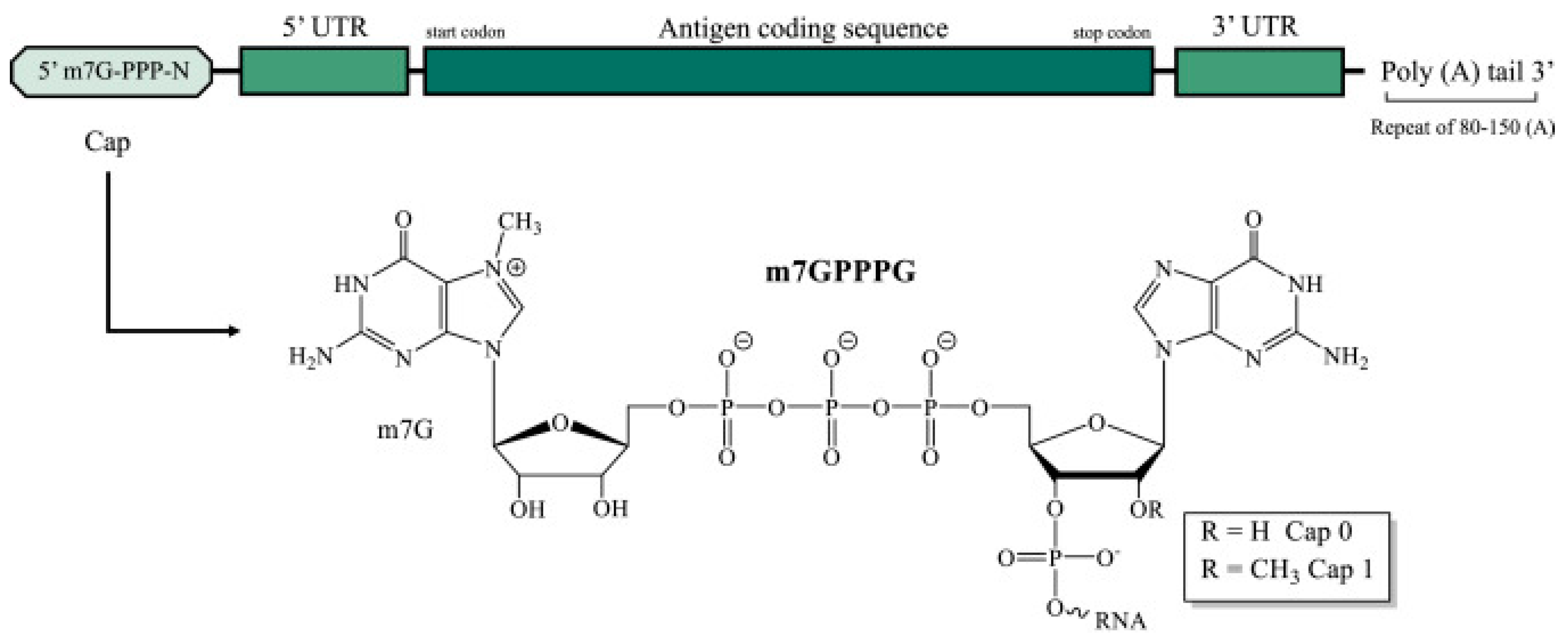 Pathogens 13 00500 g002